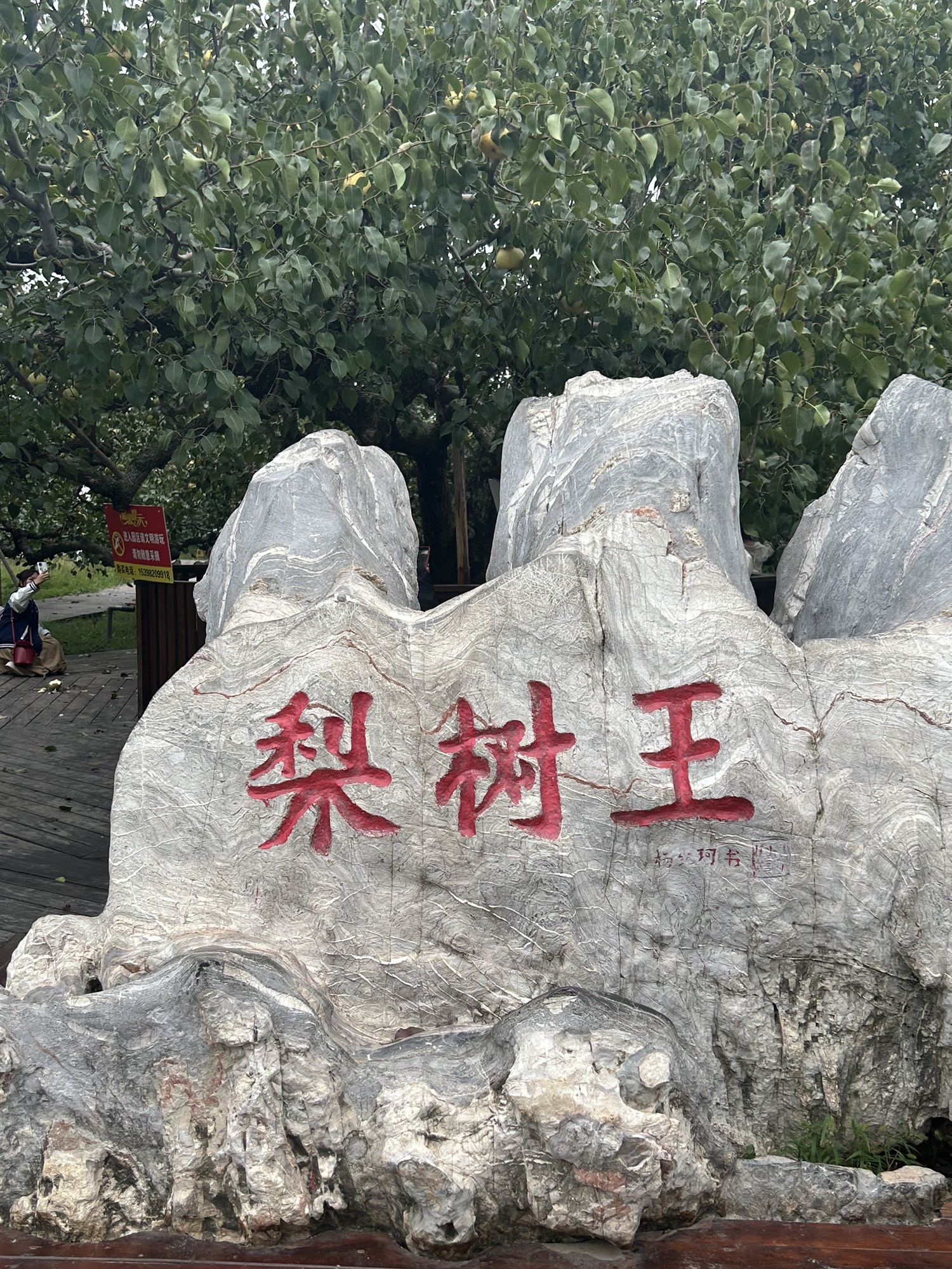 砀山梨树王景区旅行图片 1