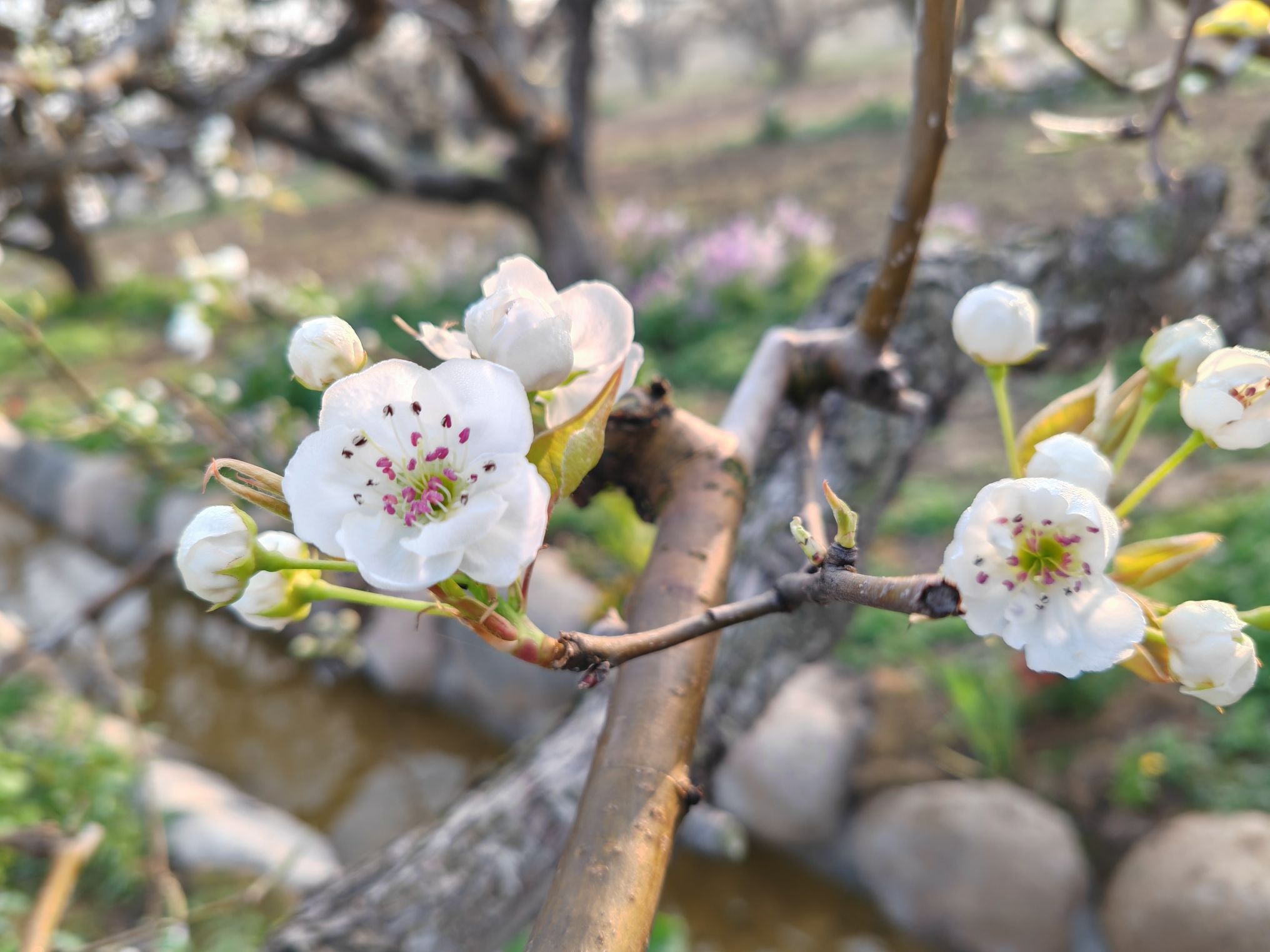 砀山梨树王景区旅行图片 3