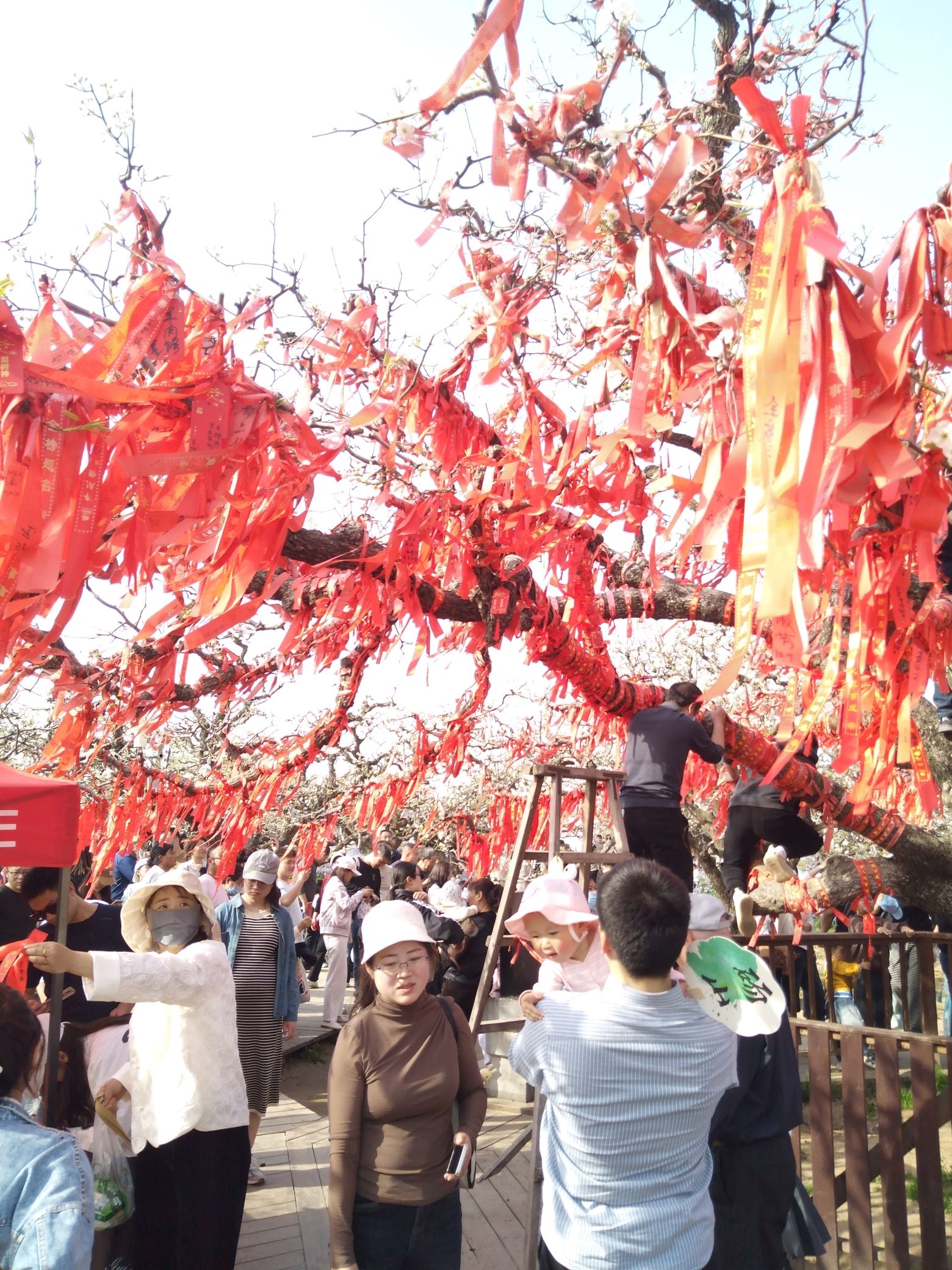 砀山梨树王景区旅行图片 1