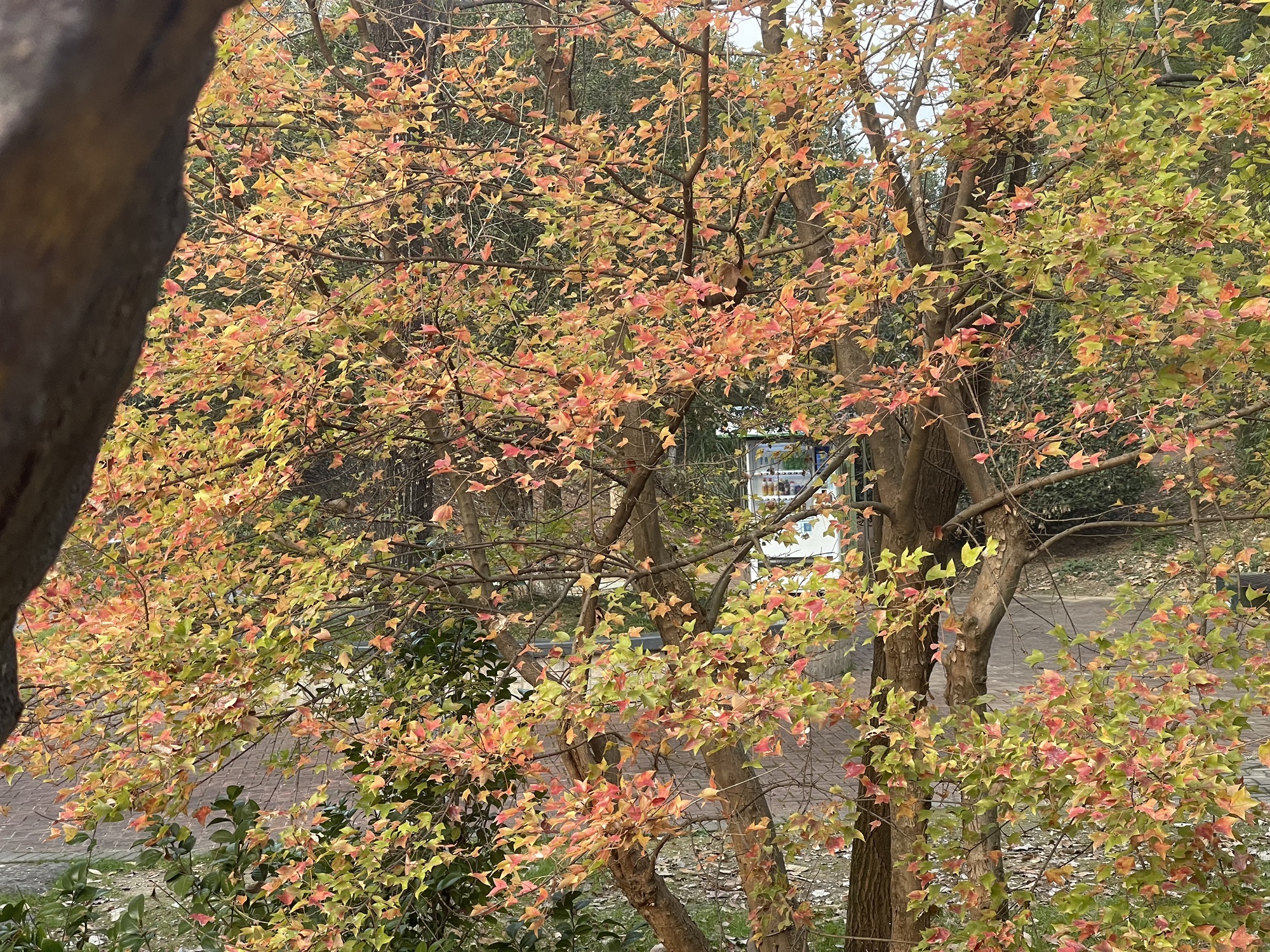 二龙岗公园旅行图片 3