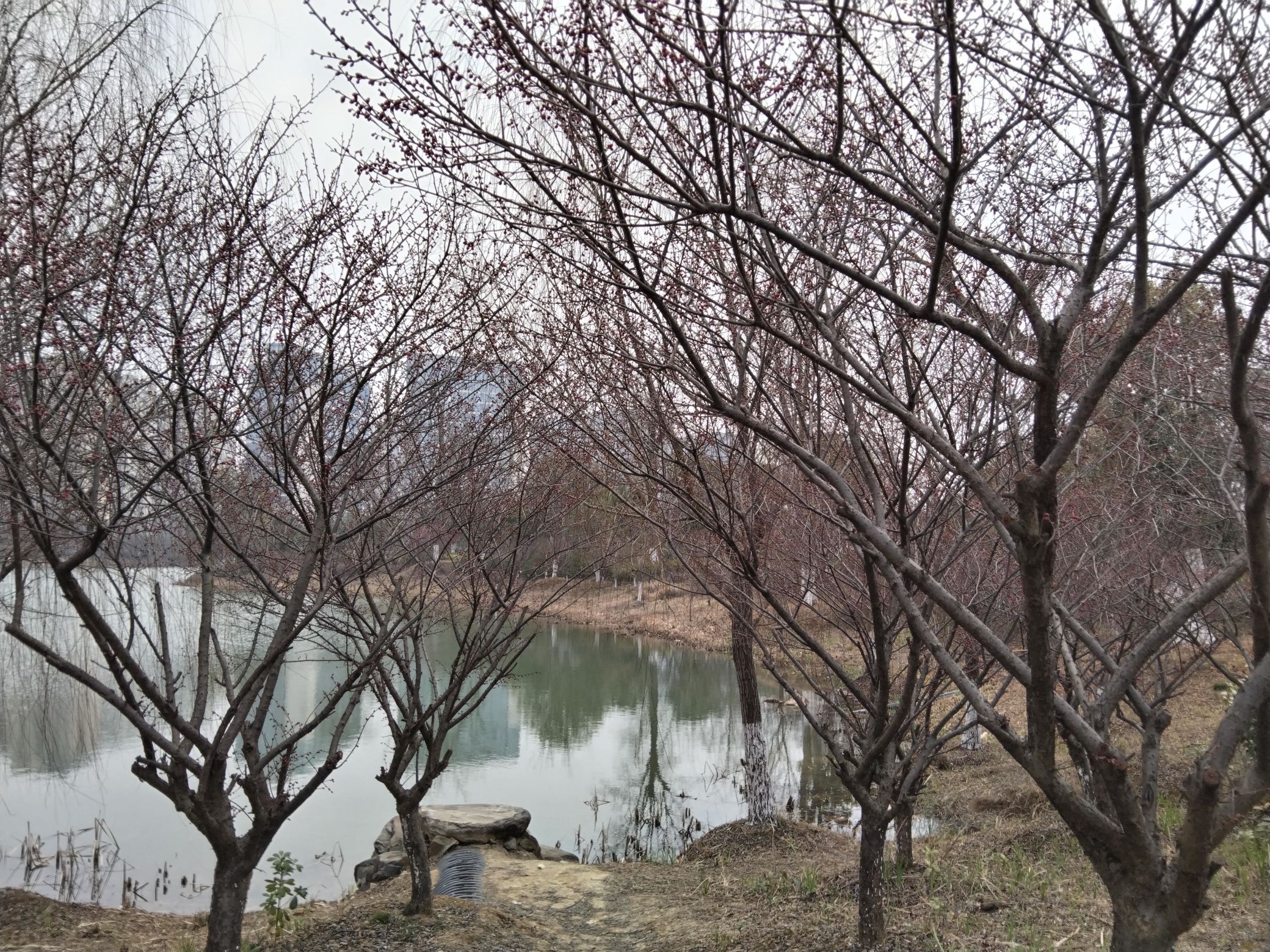 二龙岗公园旅行图片 2