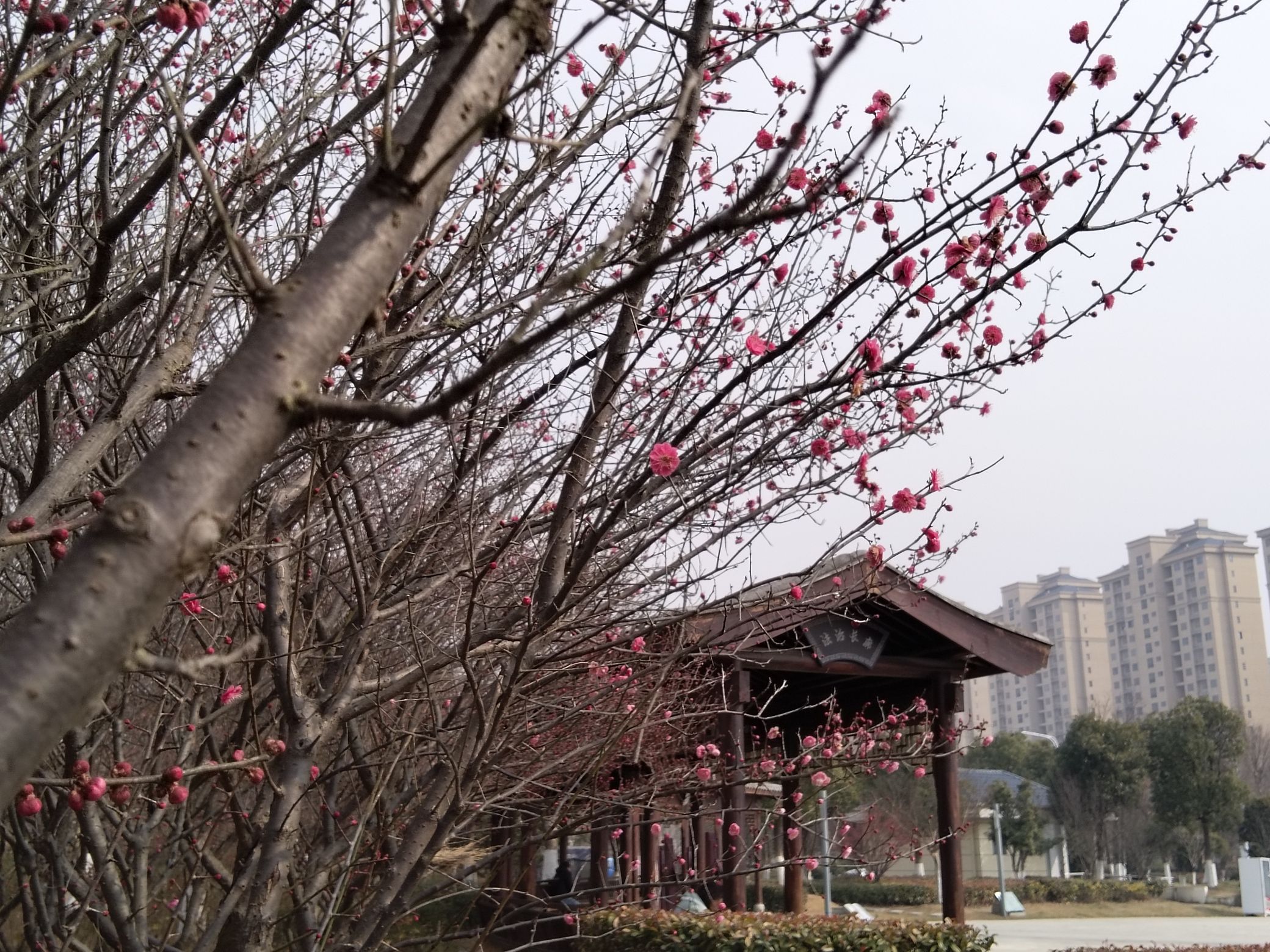 二龙岗公园旅行图片 3