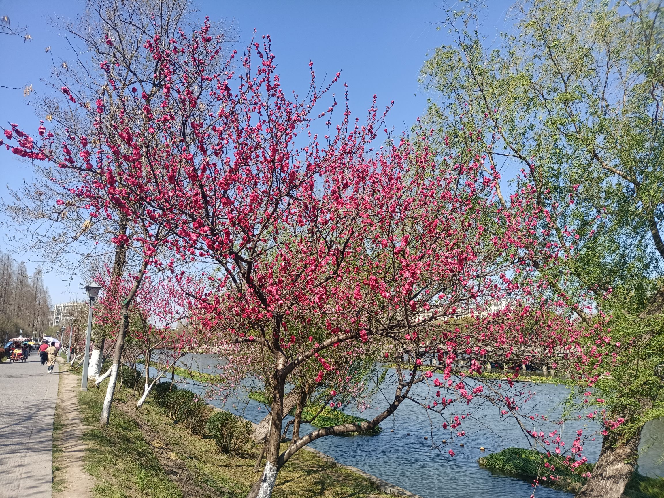 明月公园
