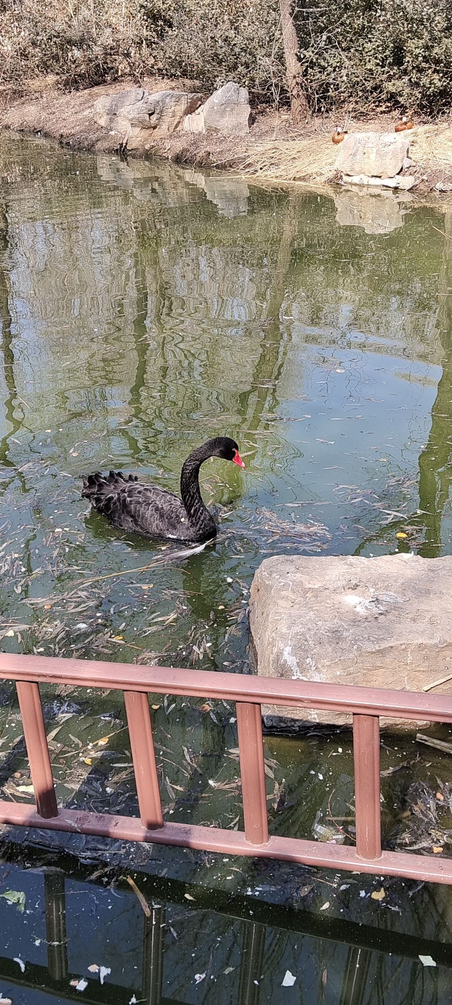 济南野生动物世界旅行图片 2