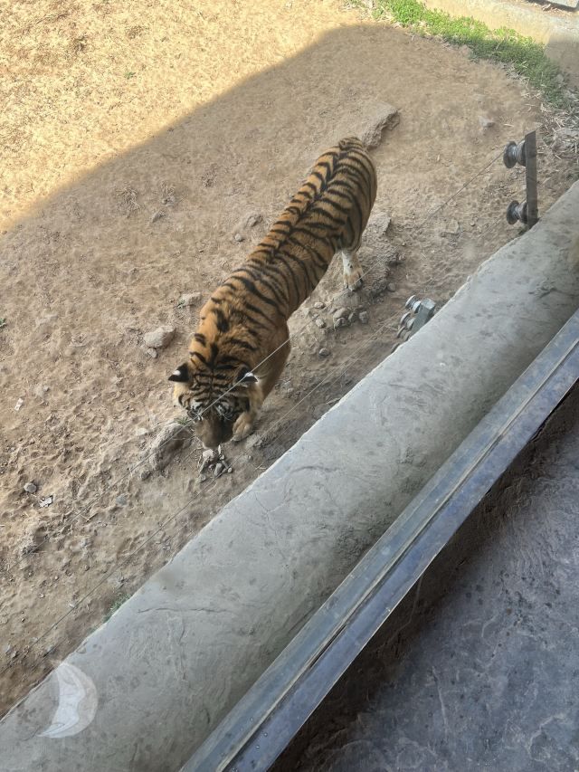 济南野生动物世界旅行图片 3