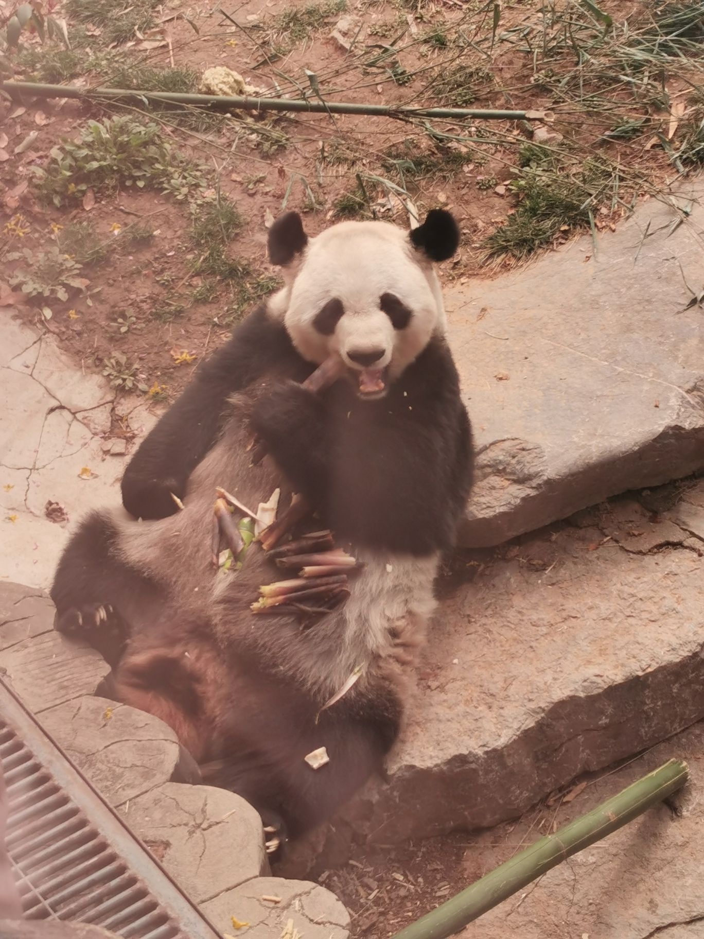 济南野生动物世界旅行图片 3