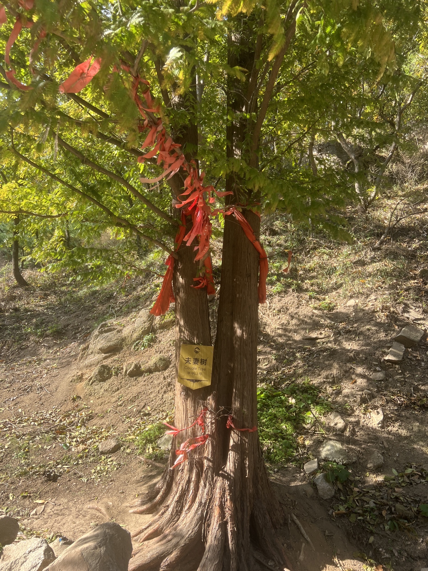 蓬莱艾山国家森林公园旅行图片 3