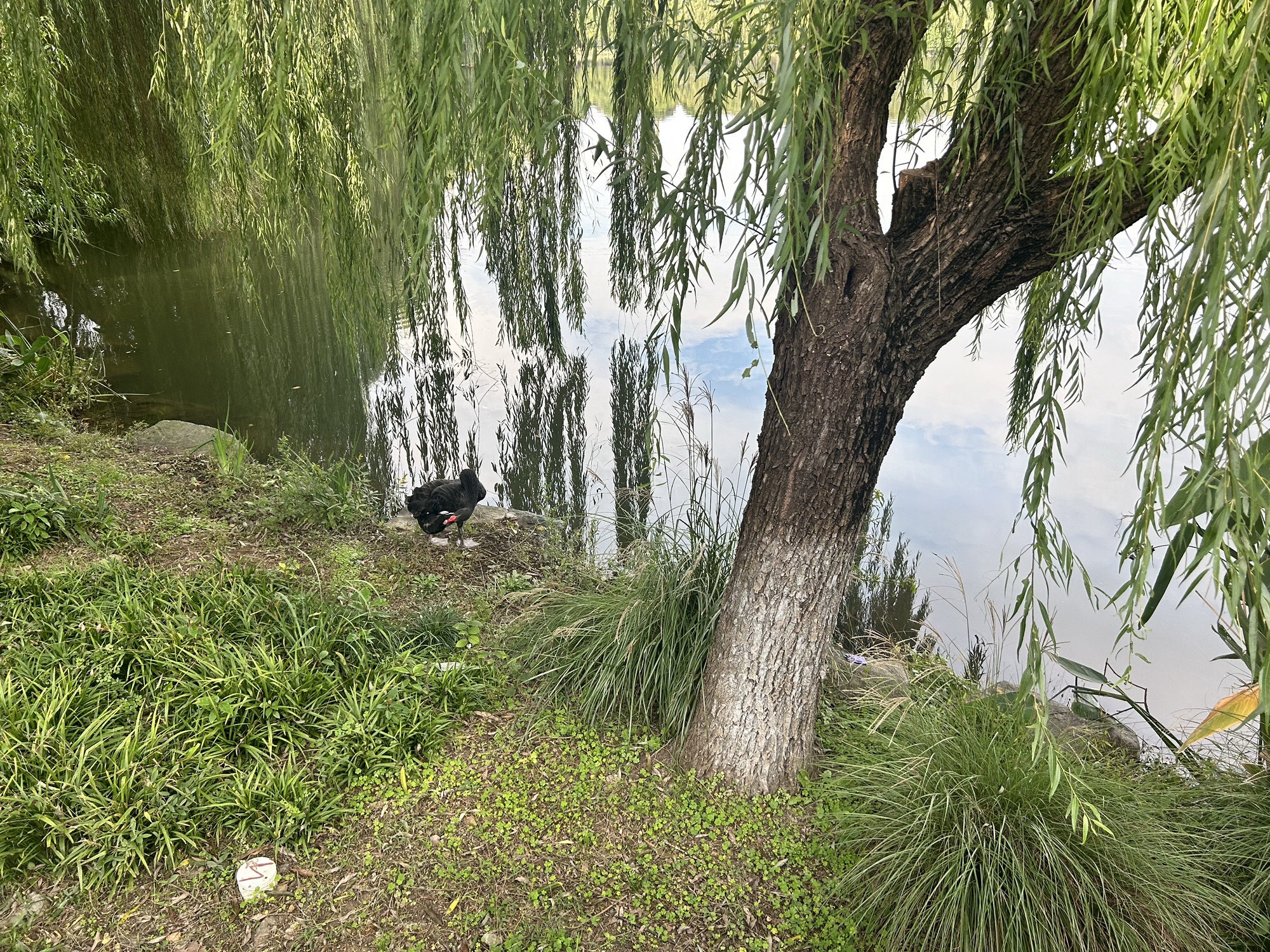 坂湖公园旅行图片 3