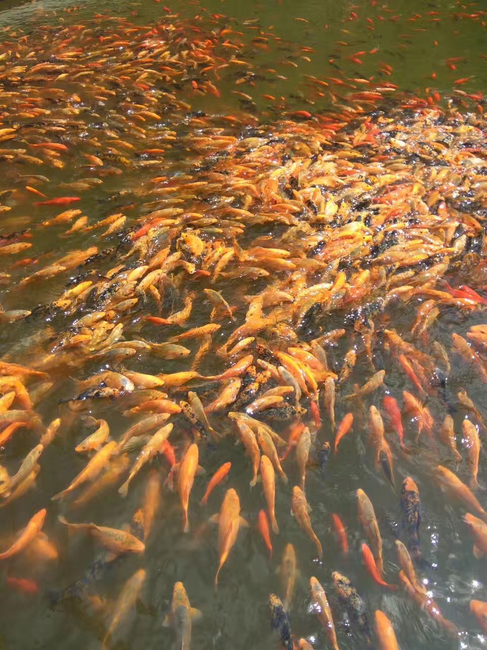 凤凰山公园旅行图片 3