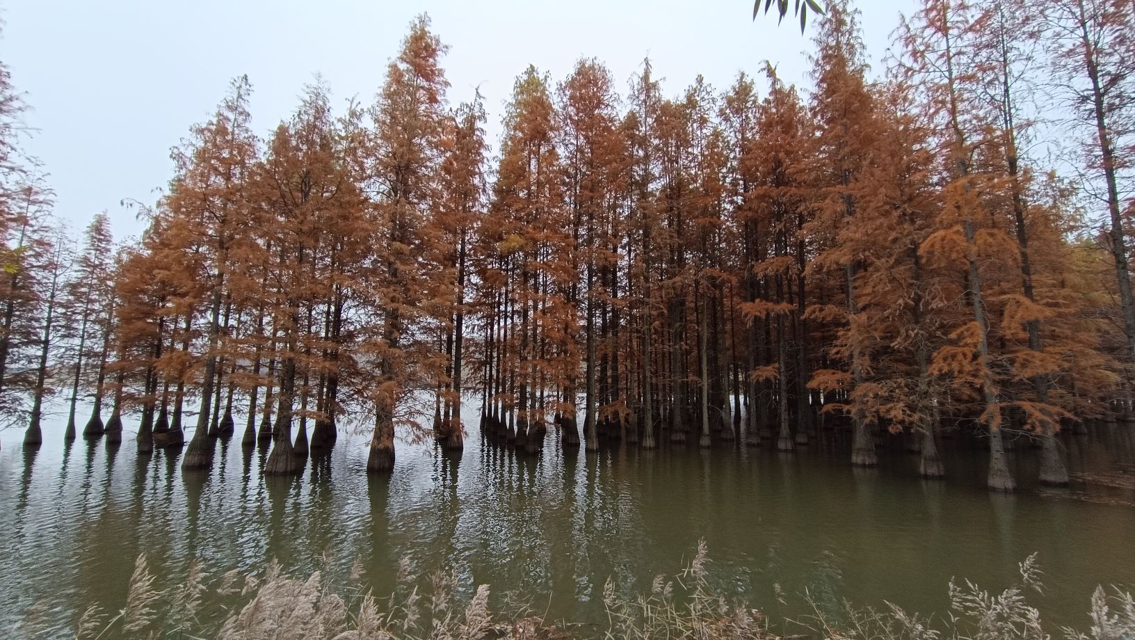 六合竹镇森林公园旅行图片 2