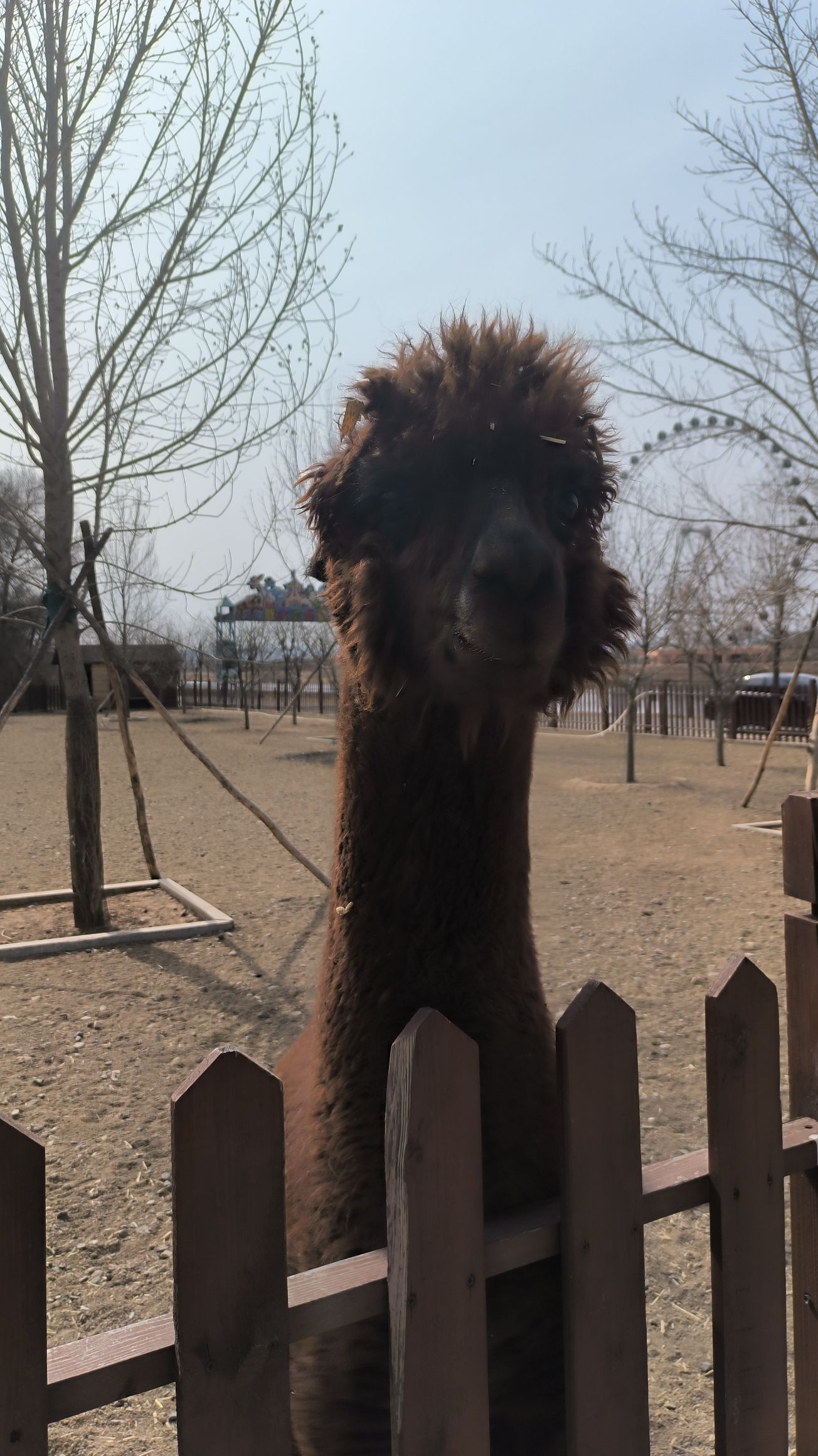 敖木仑湿地旅行图片 2