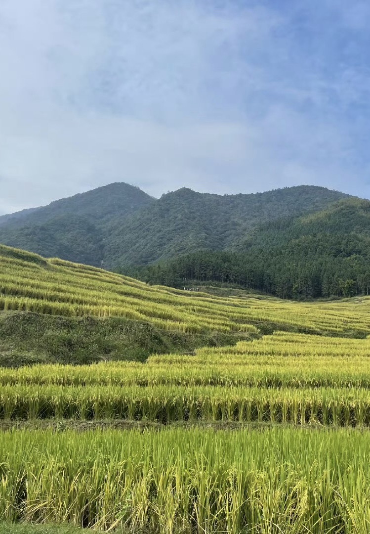 连山欧家梯田旅行图片 2