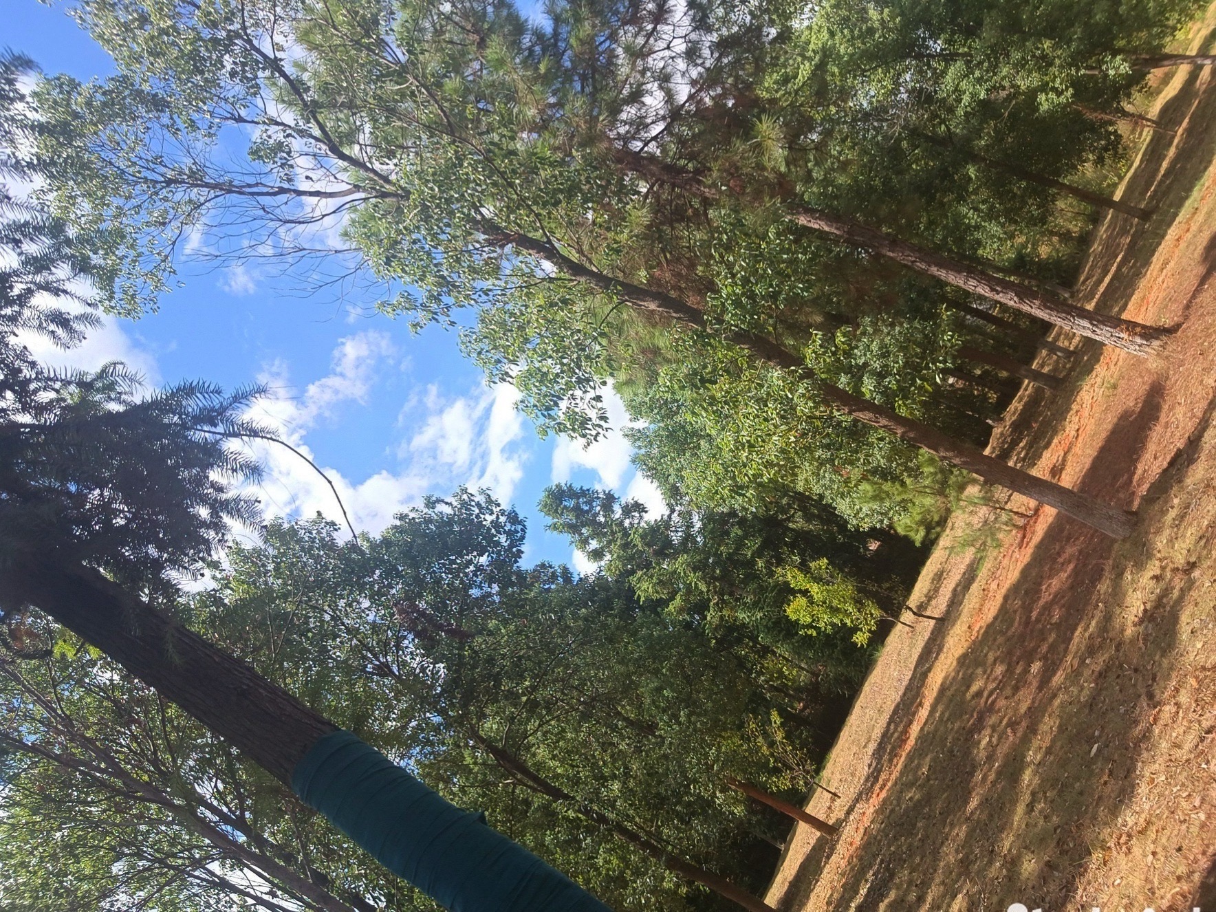 永州森林植物园旅行图片 2