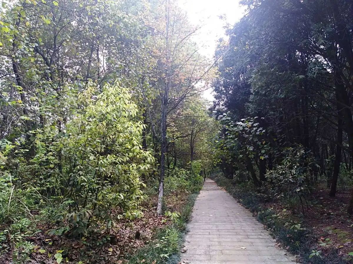 永州森林植物园旅行图片 1