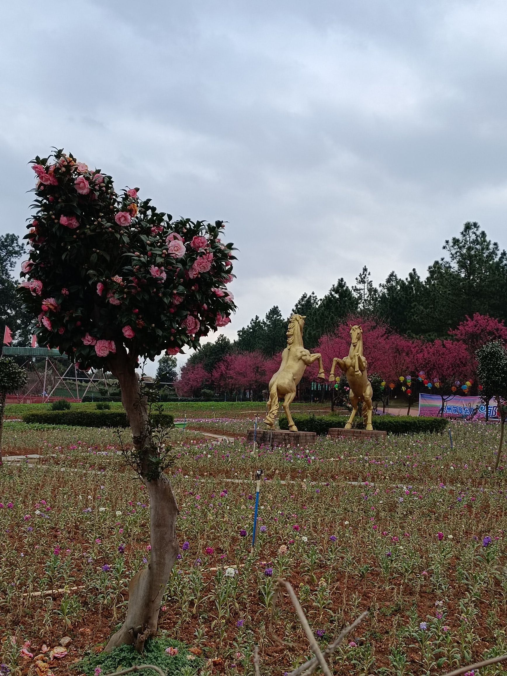 永州森林植物园旅行图片 1