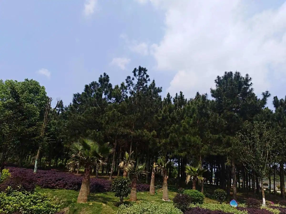 永州森林植物园旅行图片 3