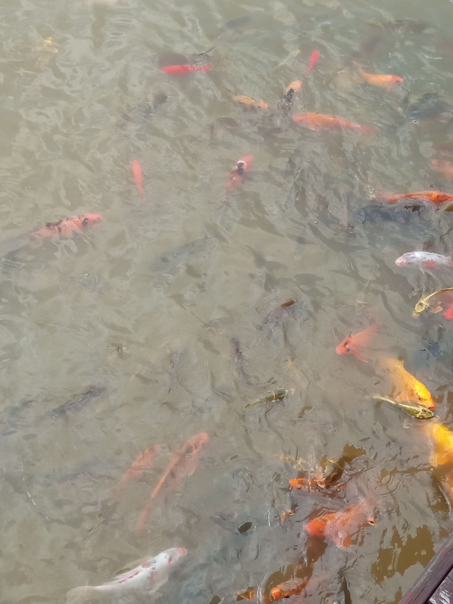 永州森林植物园旅行图片 2