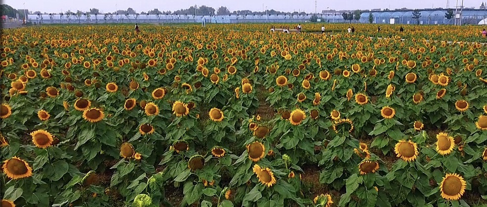 钱仓向日葵花海旅行图片 1