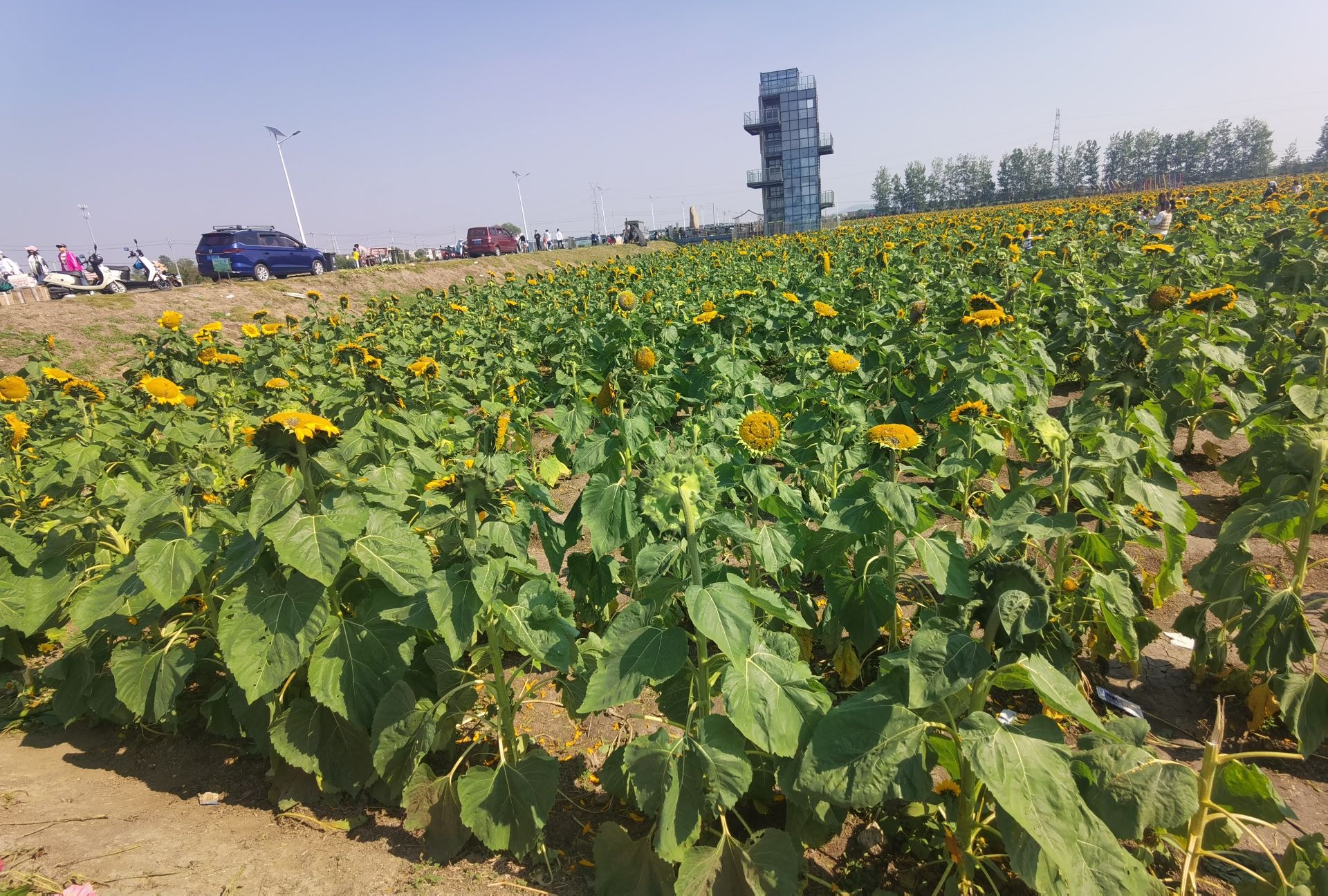 钱仓向日葵花海旅行图片 3