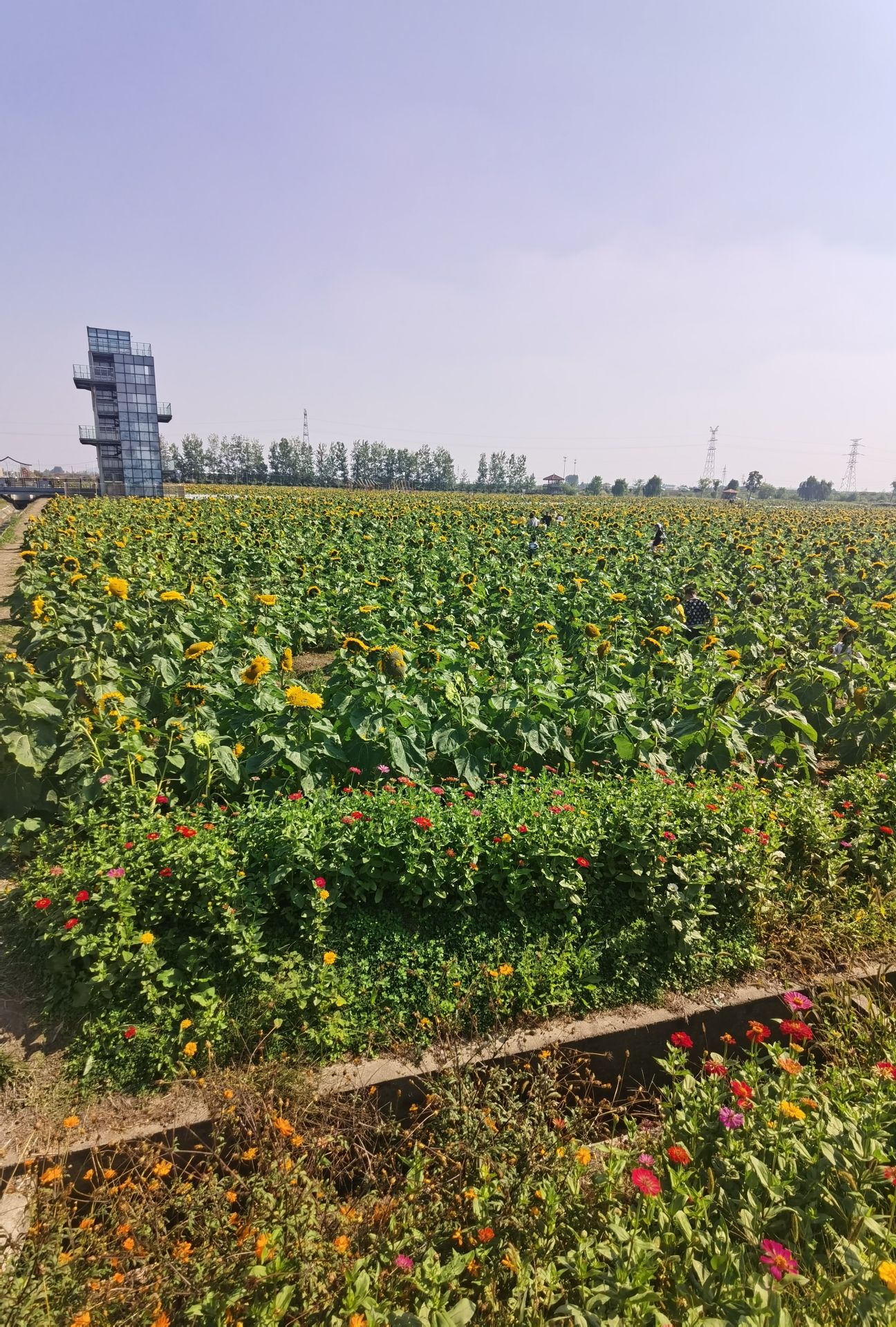 钱仓向日葵花海旅行图片 2