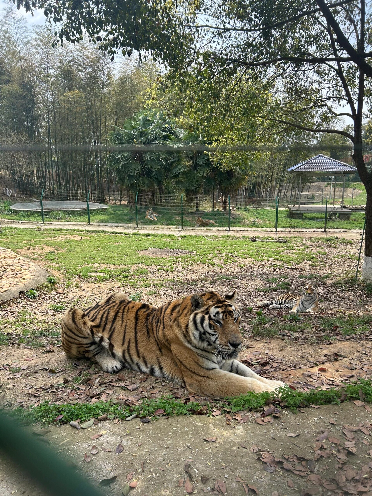 三珍虎园旅行图片 3