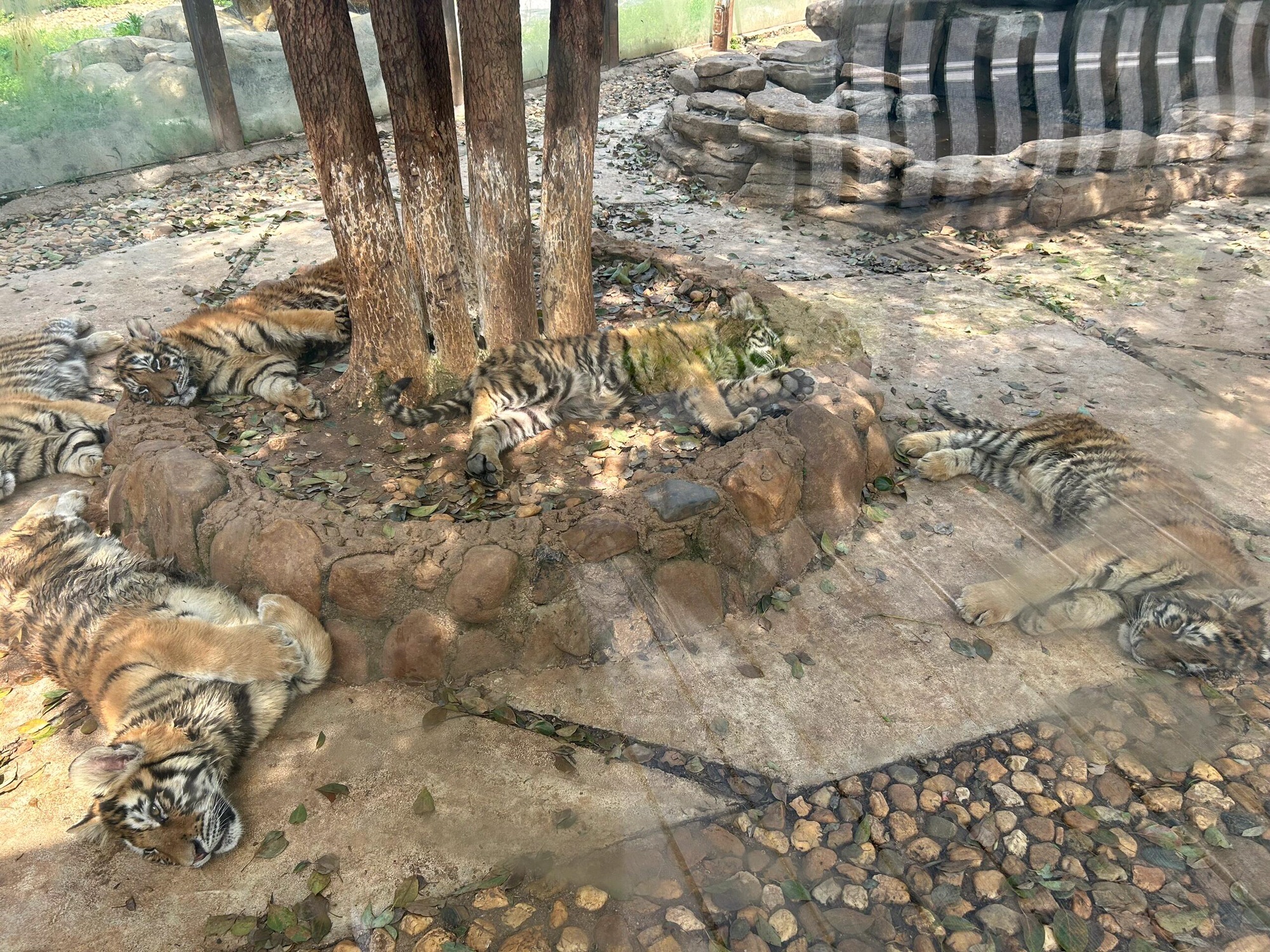 三珍虎园旅行图片 1