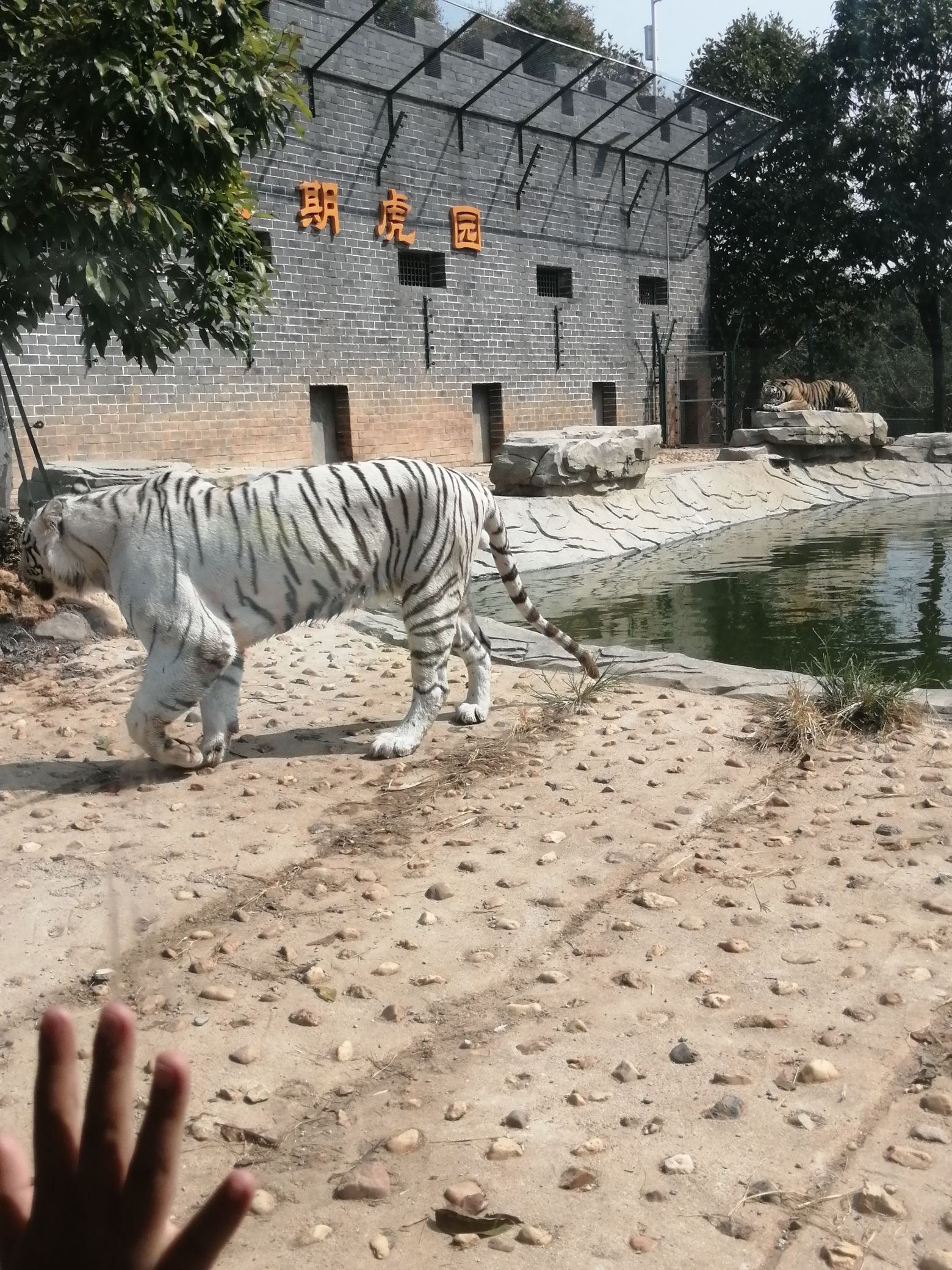三珍虎园旅行图片 3