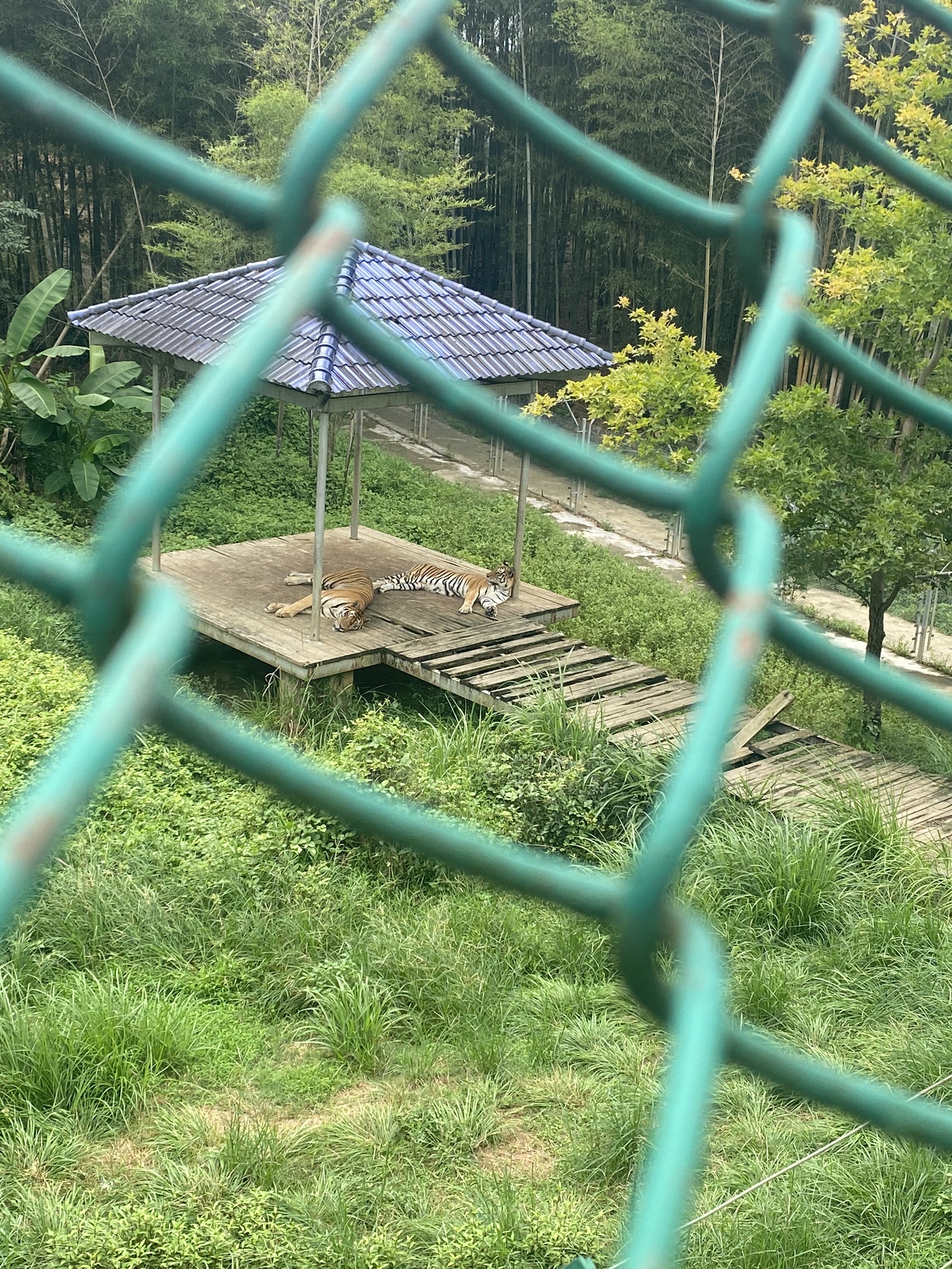 三珍虎园旅行图片 2