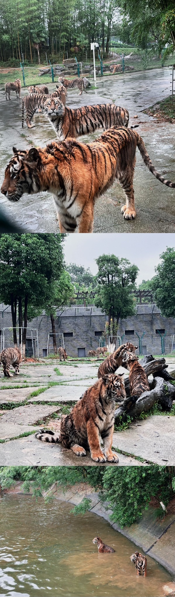 三珍虎园旅行图片 1
