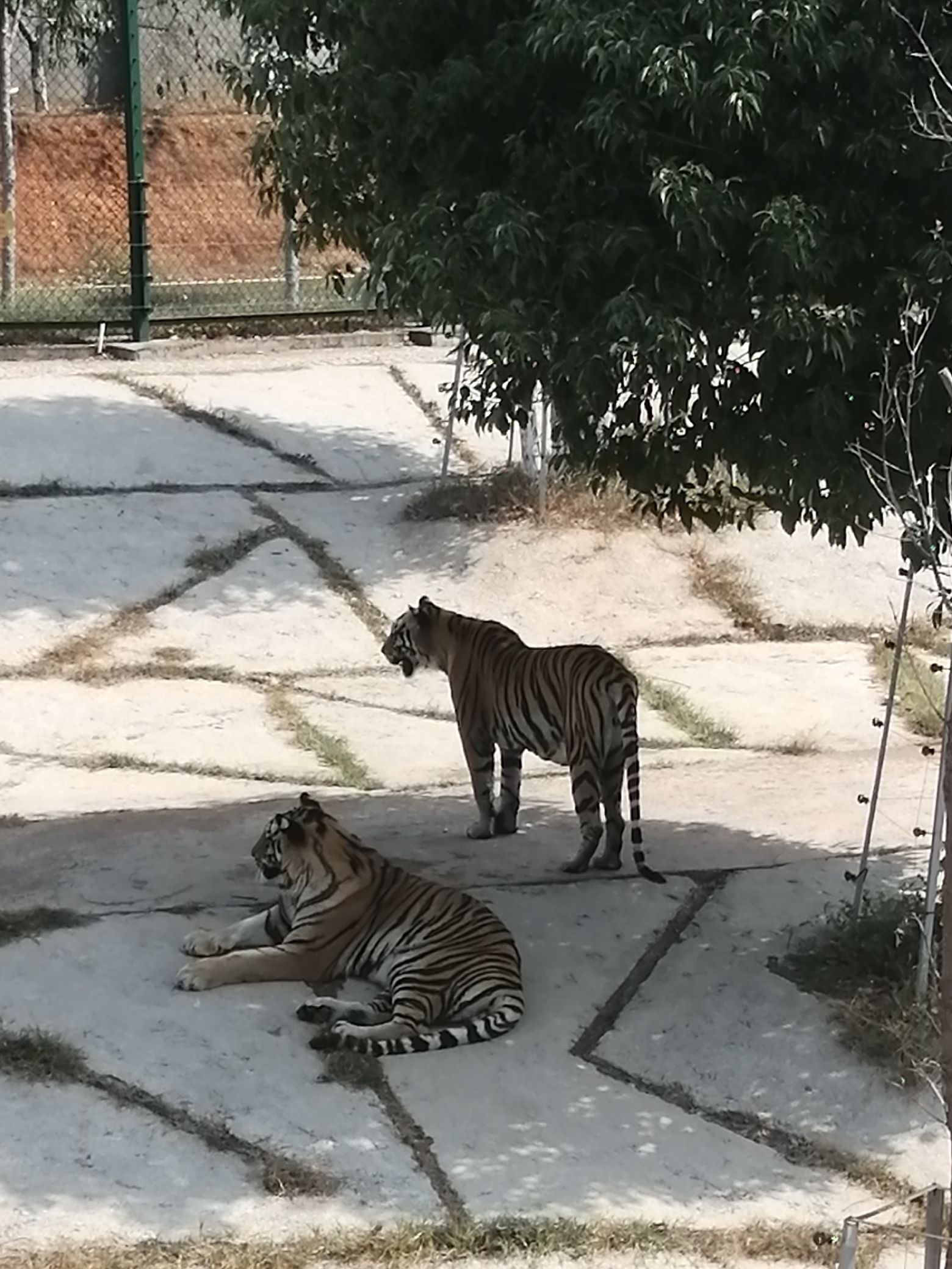 三珍虎园旅行图片 1