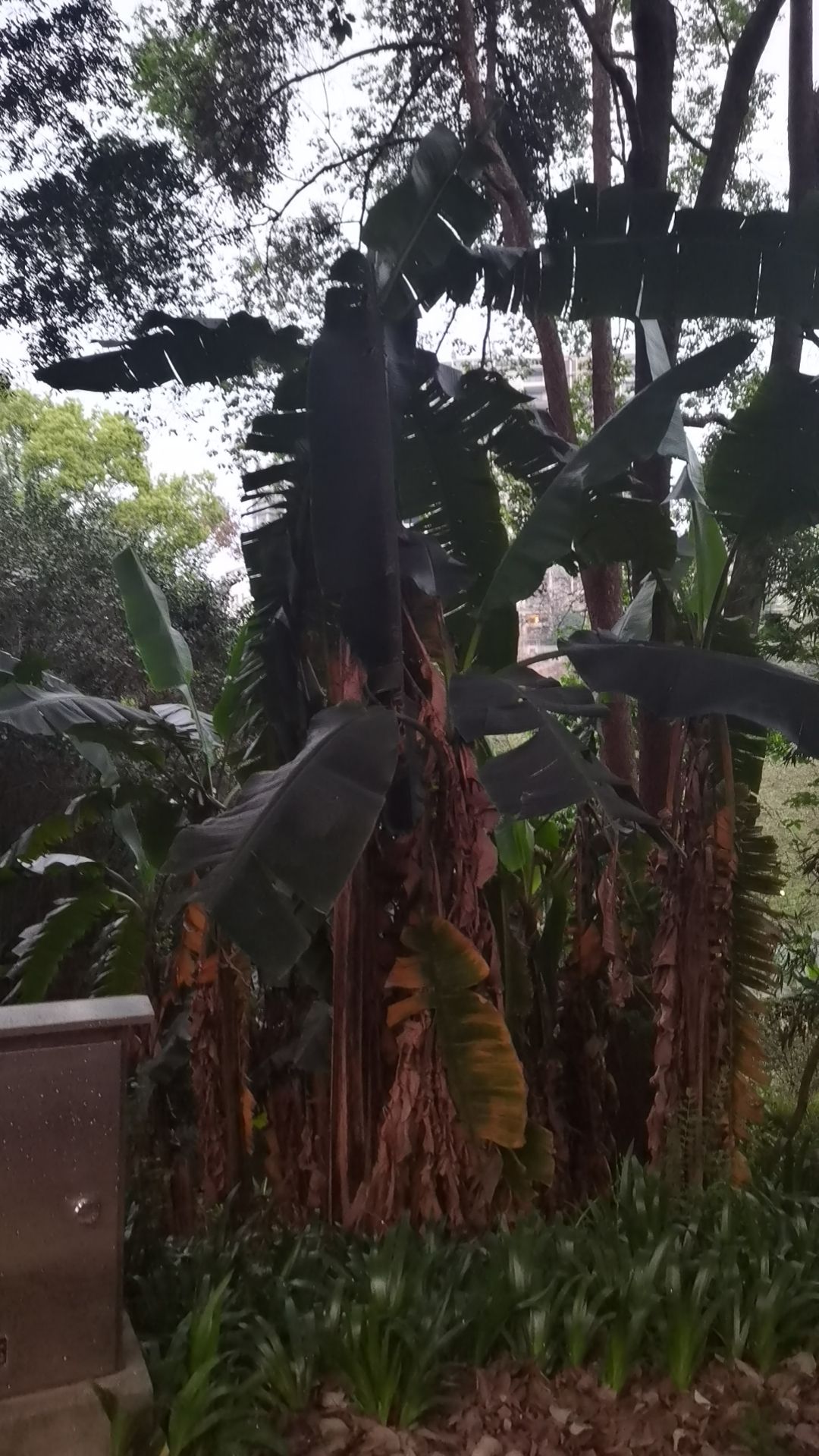 鱼咡湾公园旅行图片 1