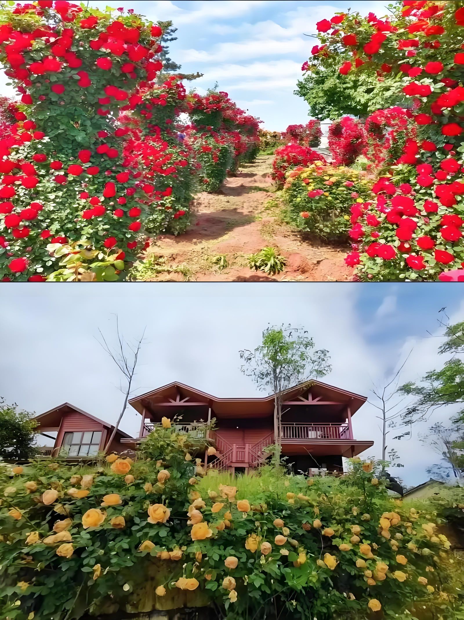 即墨玫瑰小镇旅行图片 3
