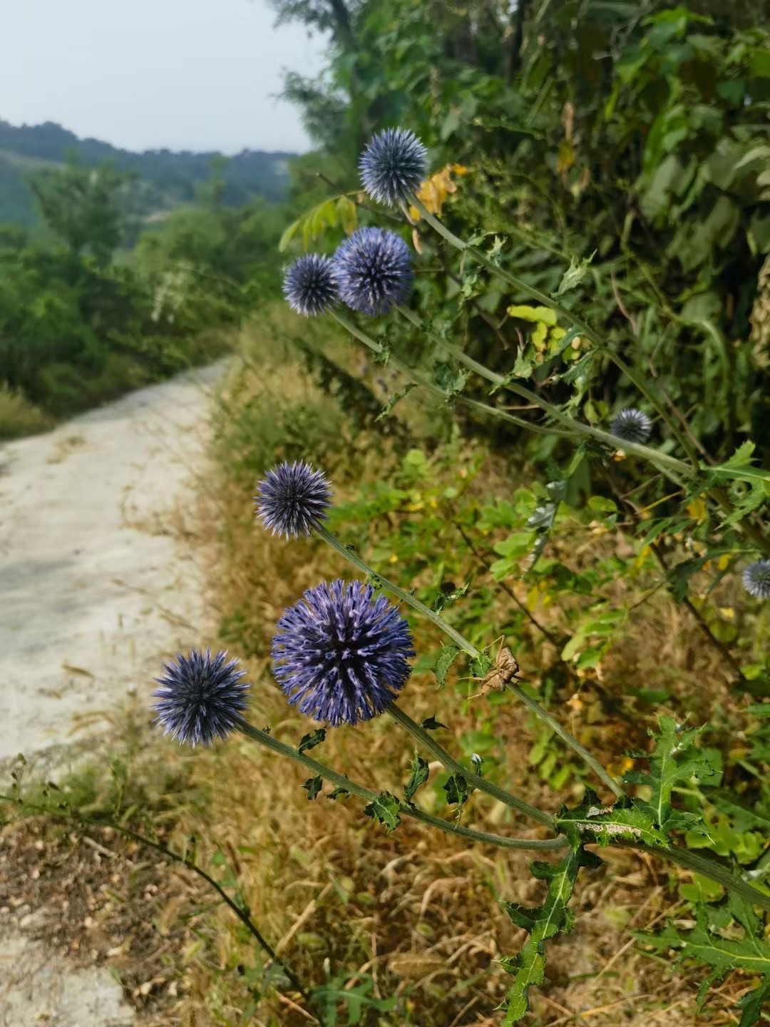 金鸡峡旅行图片 2