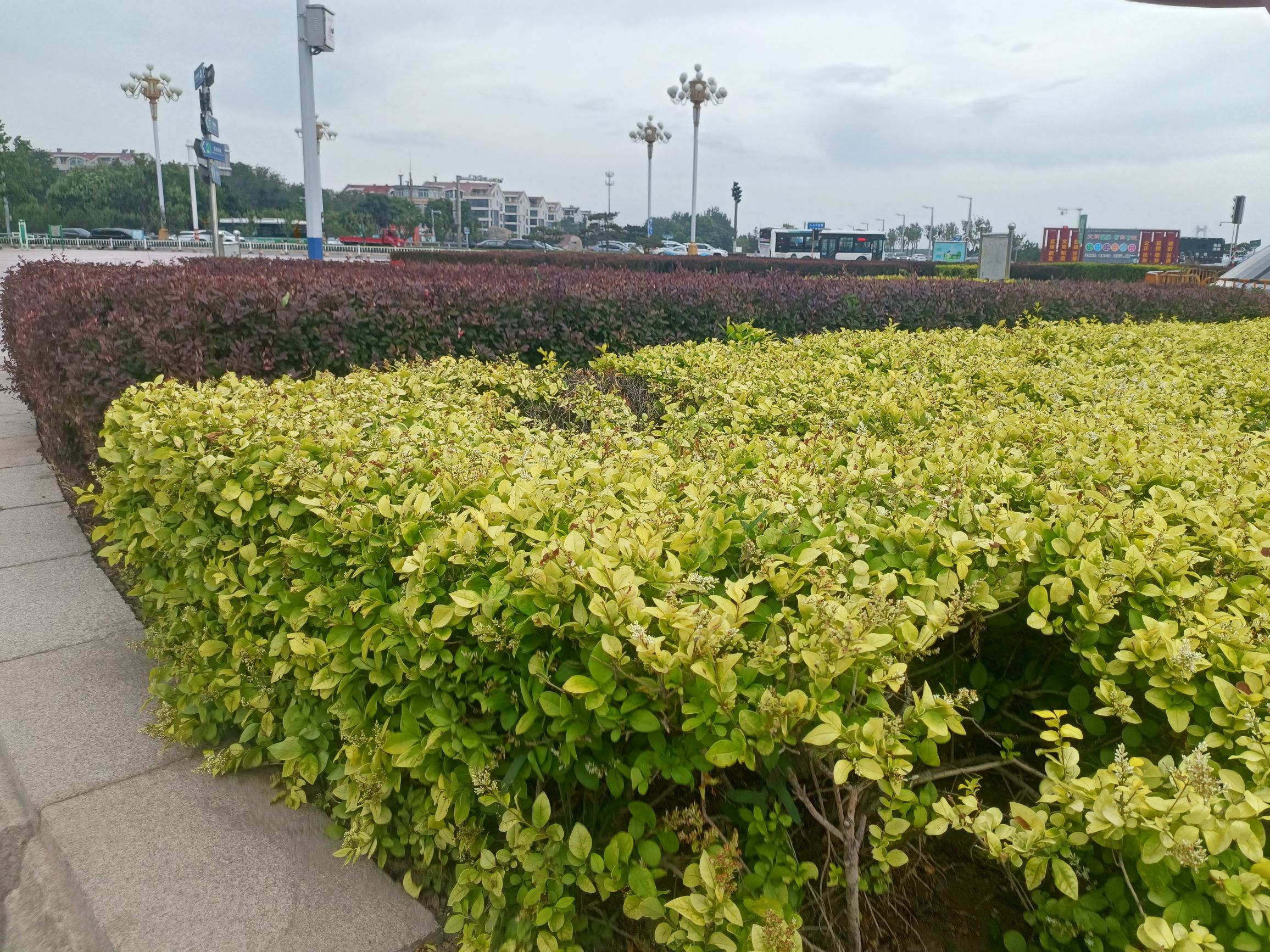 观星广场旅行图片 2