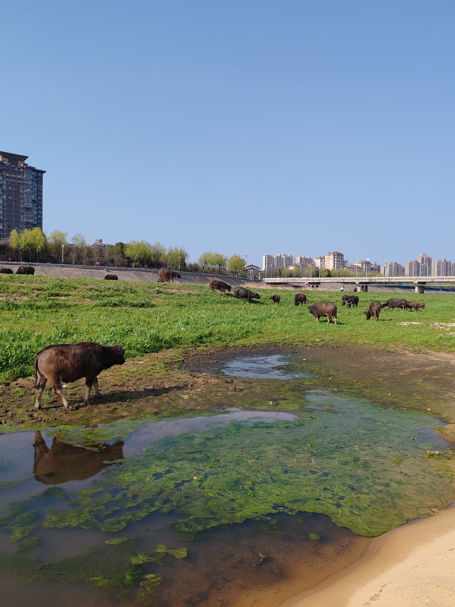平桥公园旅行图片 3