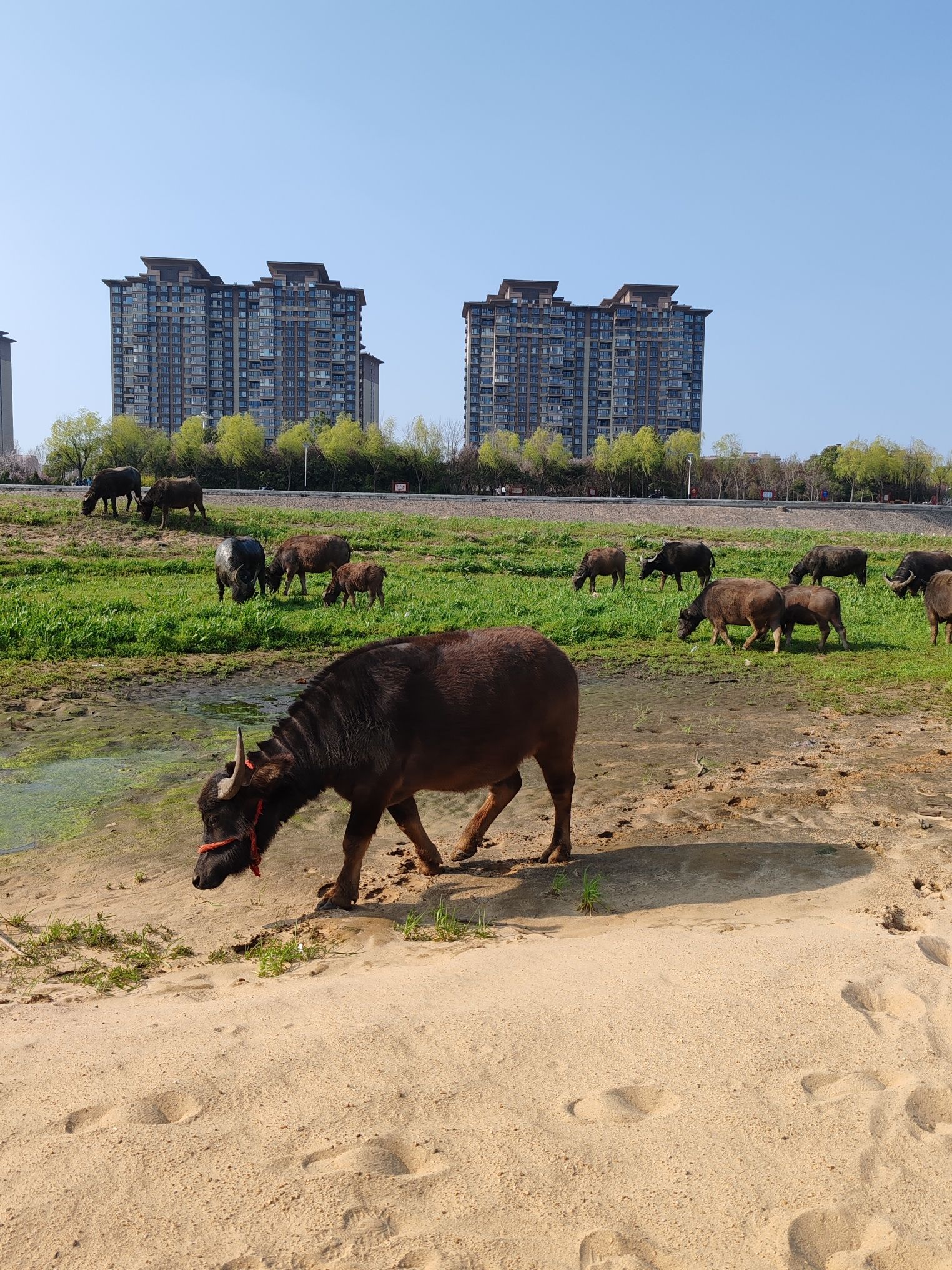 平桥公园旅行图片 2