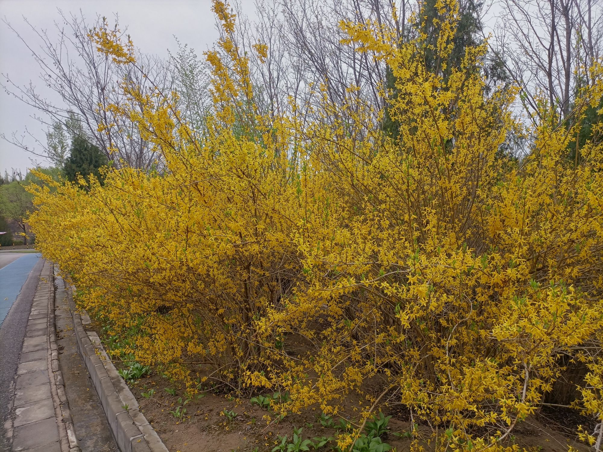 百草坡森林植物园旅行图片 2