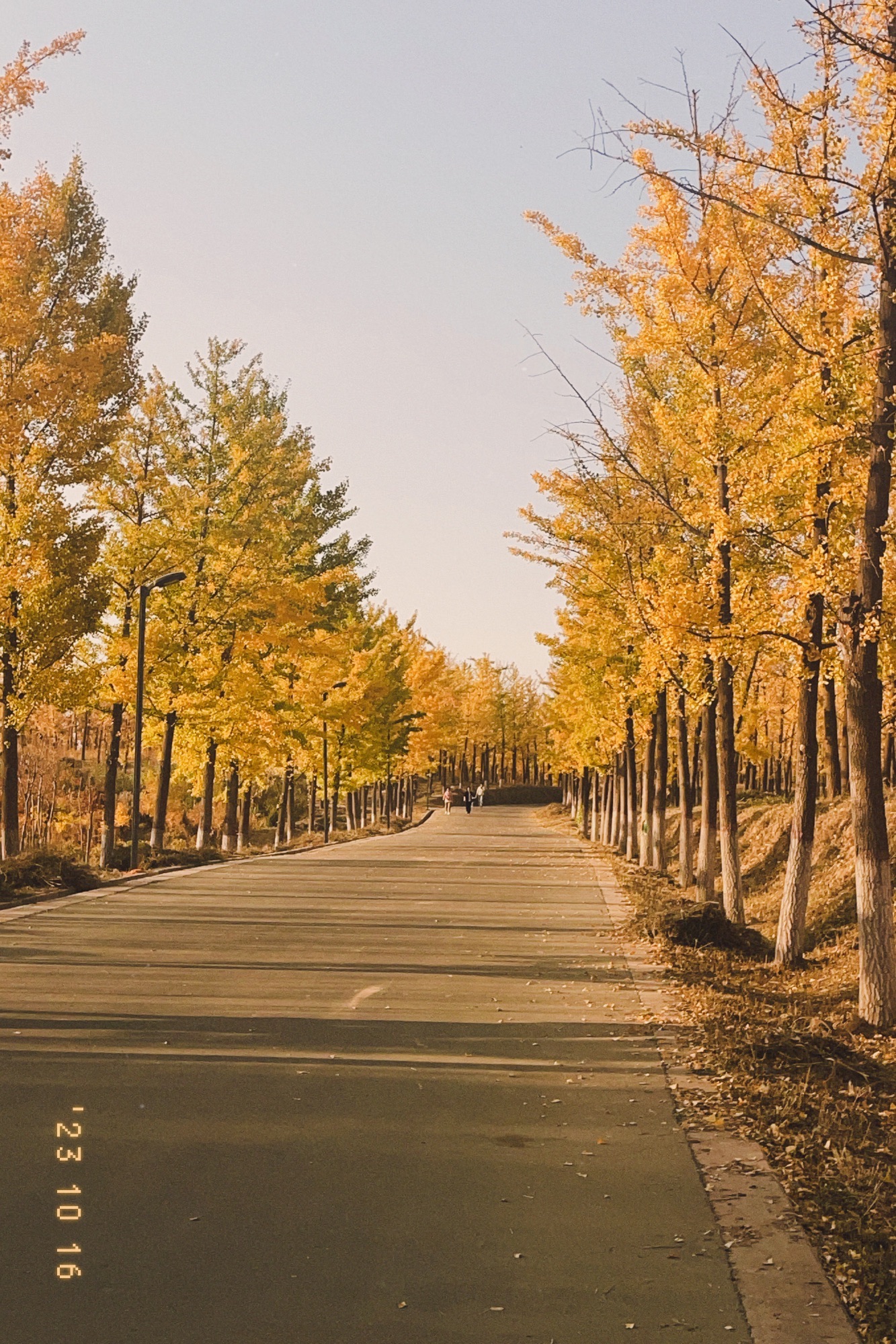 百草坡森林植物园旅行图片 2