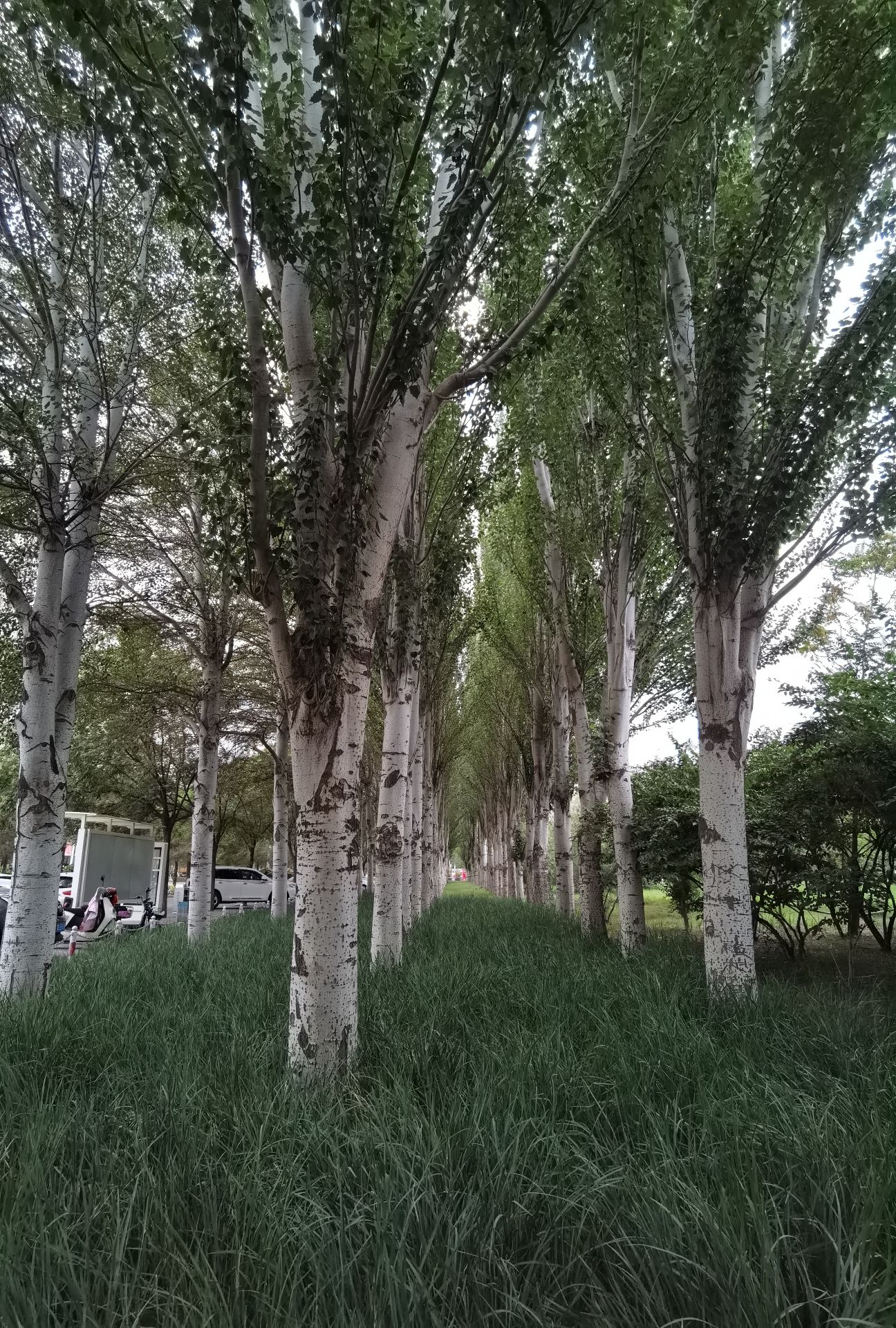 河套公园旅行图片 2