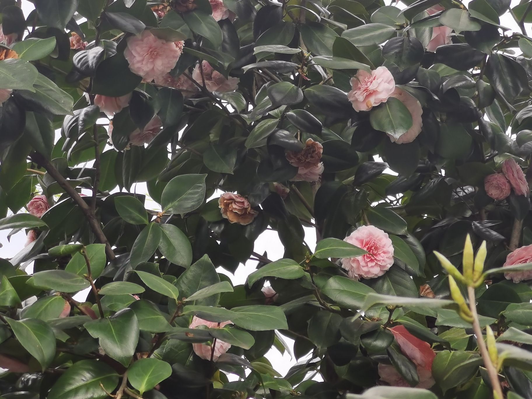 北湖公园旅行图片 3