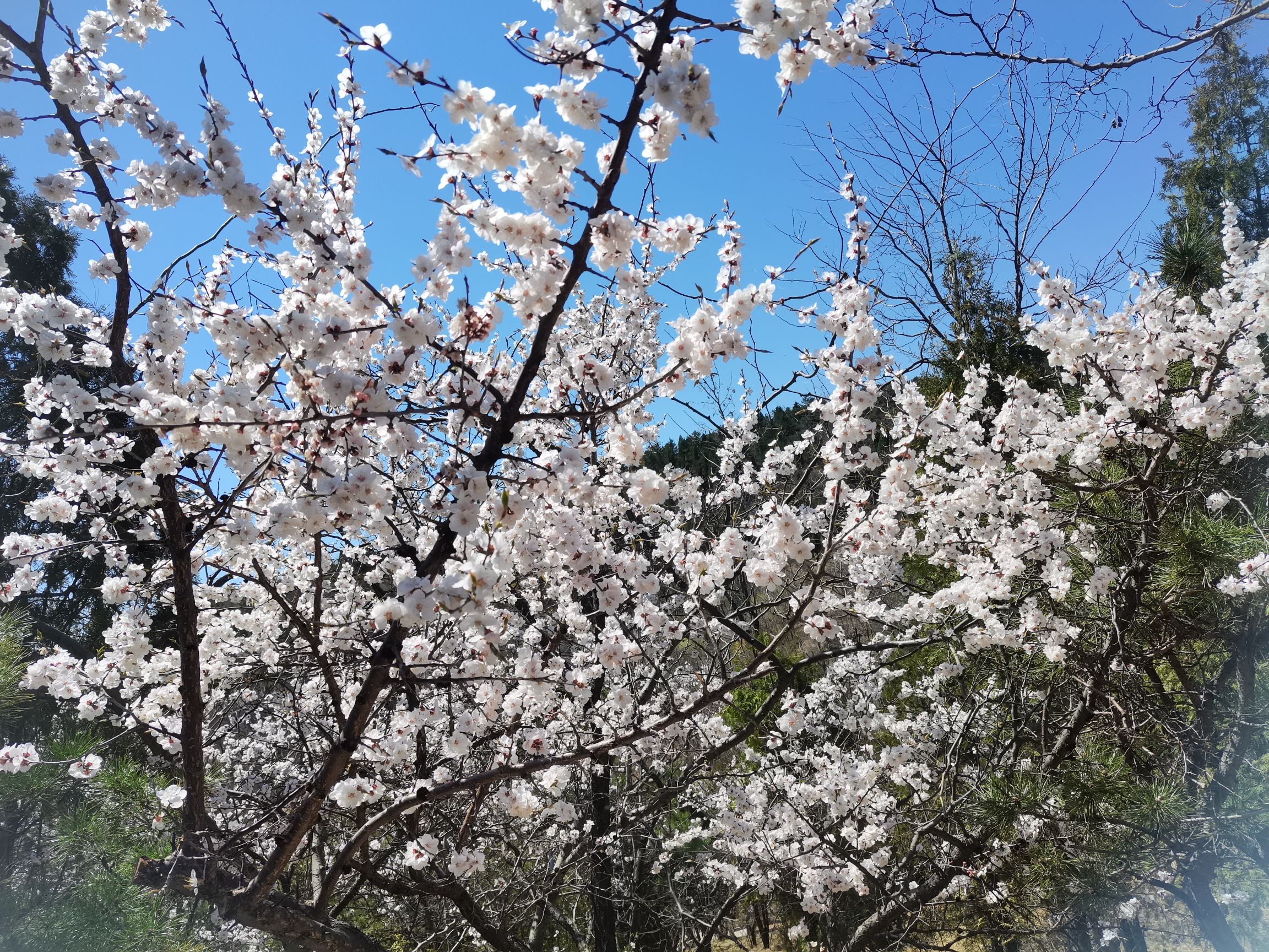 龙岗公园旅行图片 3