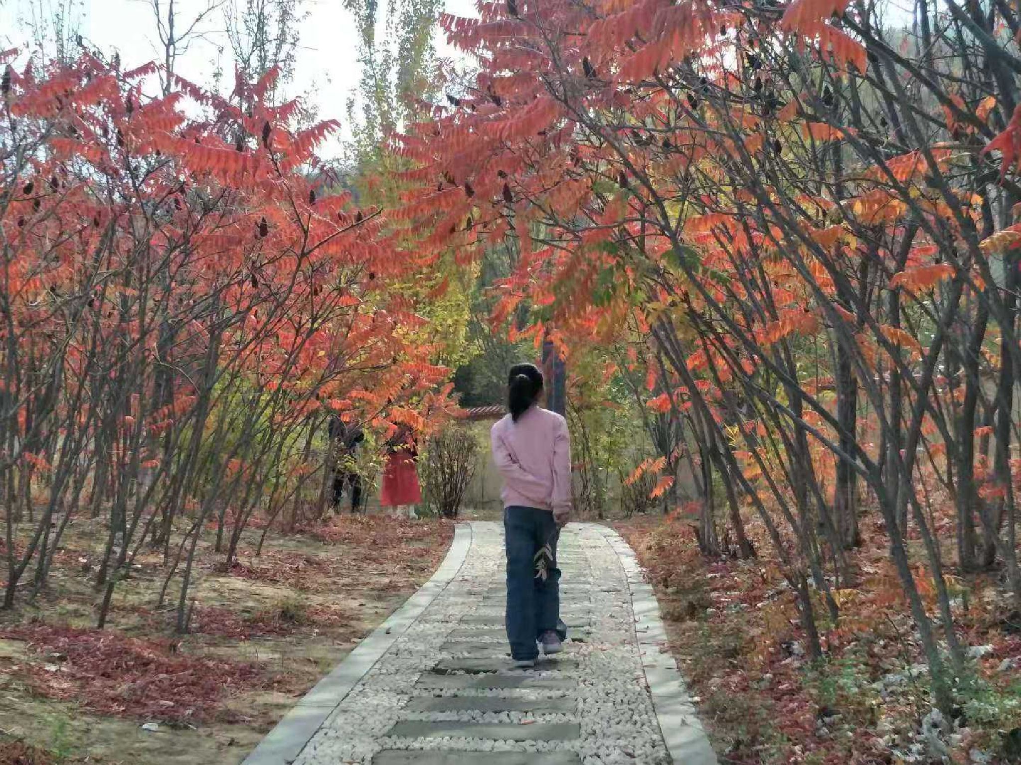 龙岗公园旅行图片 3