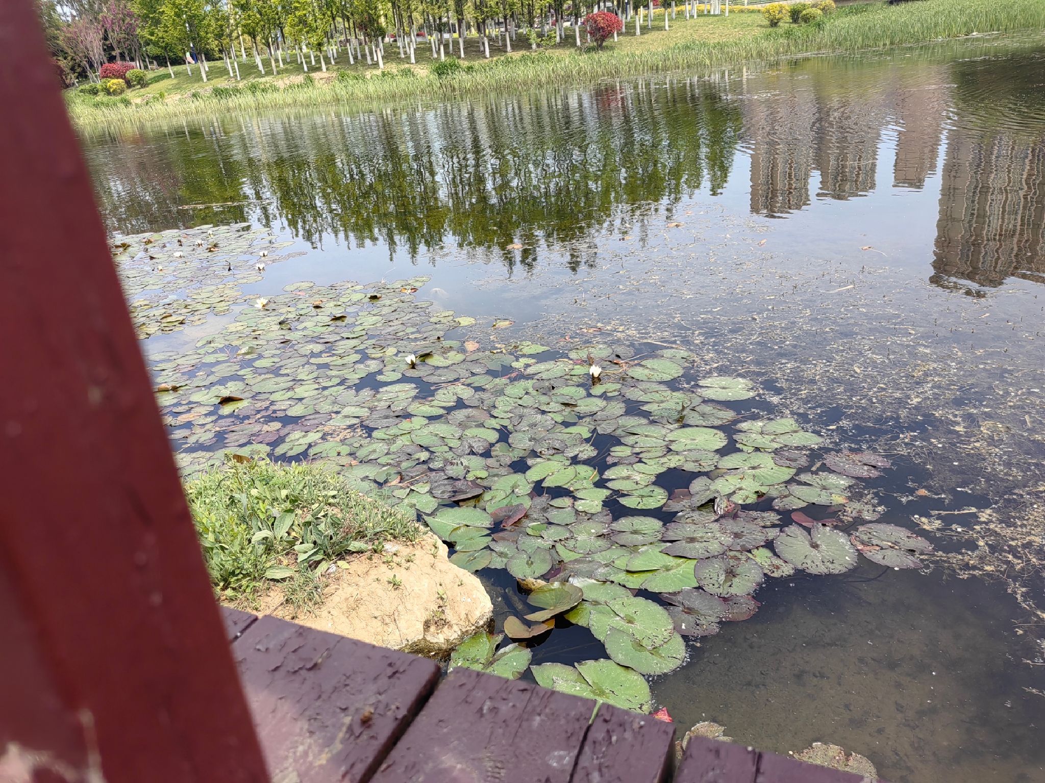白银河公园旅行图片 1