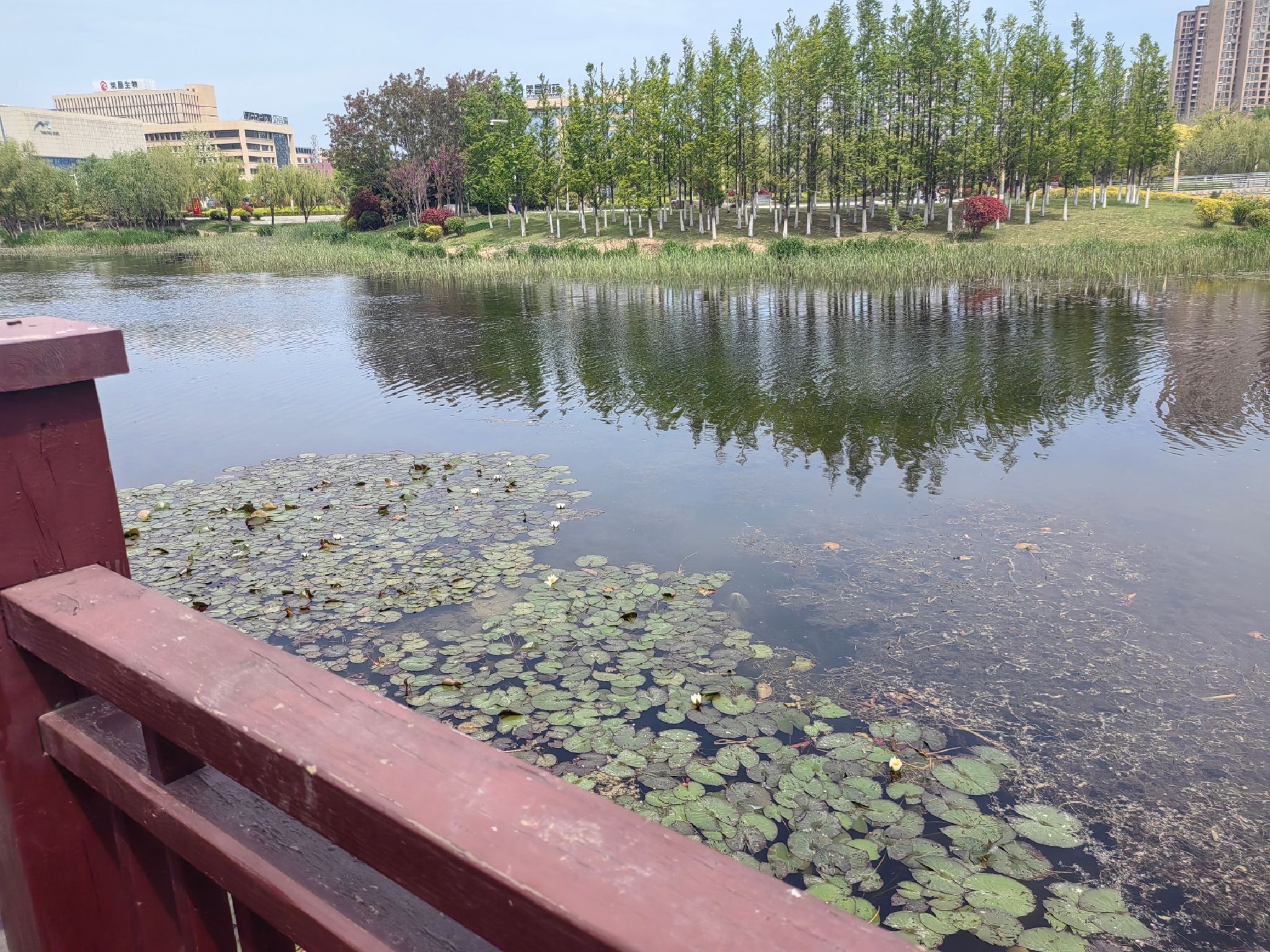 白银河公园旅行图片 3