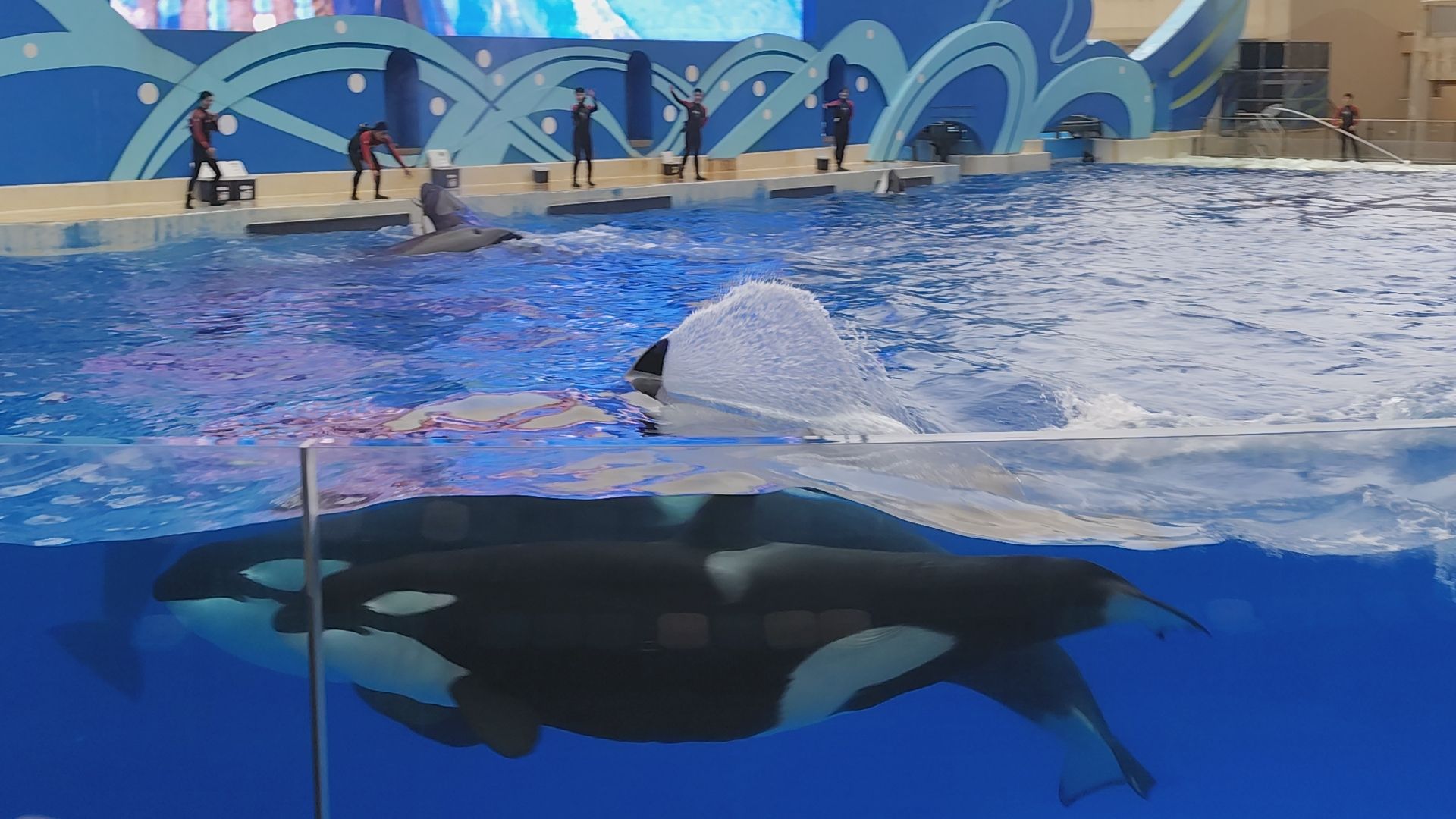 上海海昌海洋公园旅行图片 2