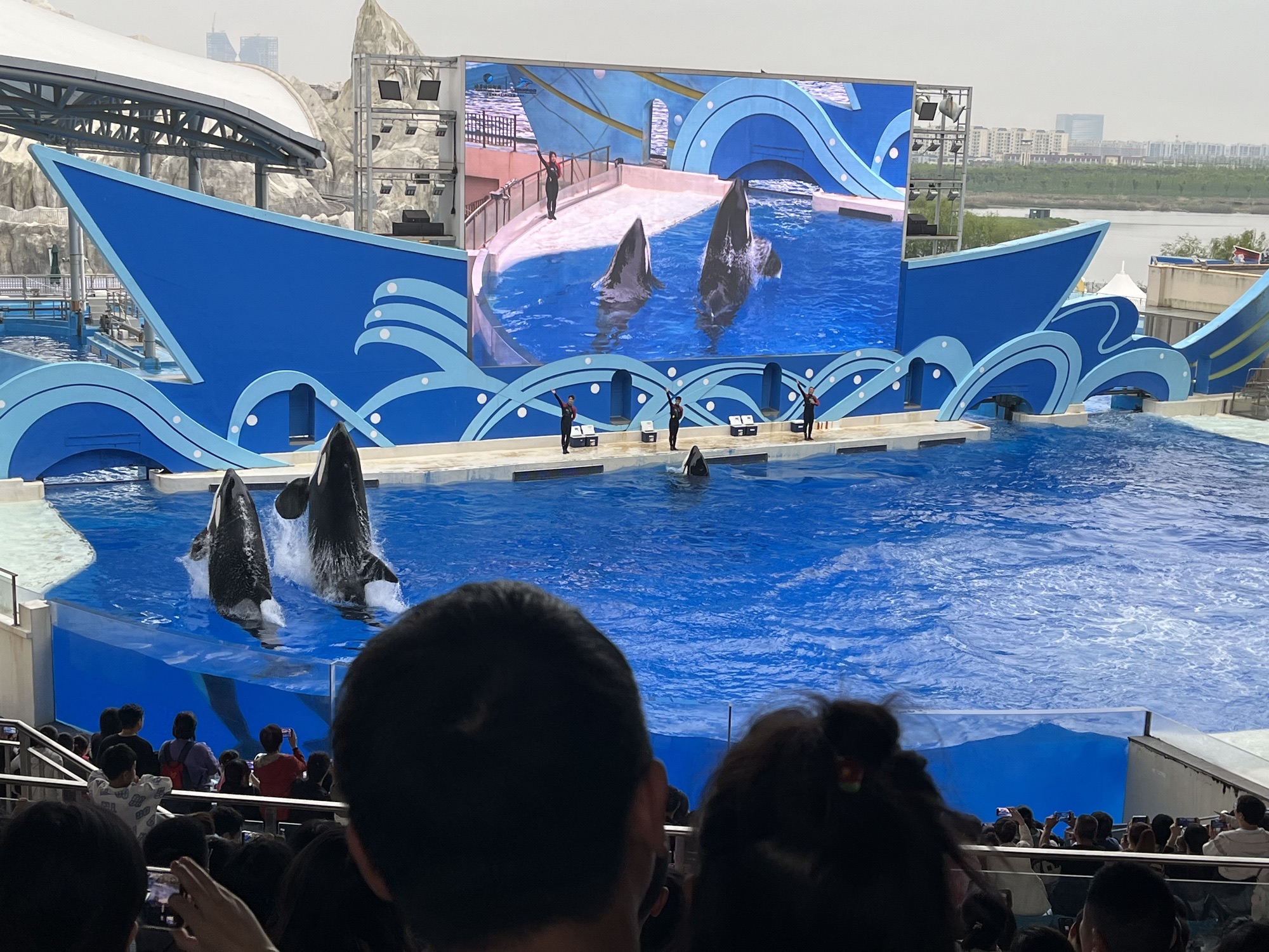 上海海昌海洋公园旅行图片 1