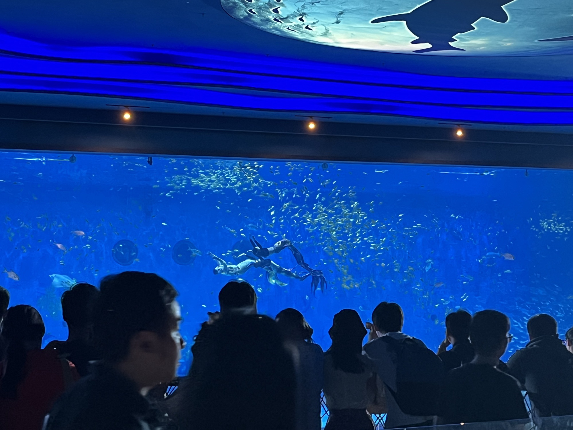上海海昌海洋公园旅行图片 3