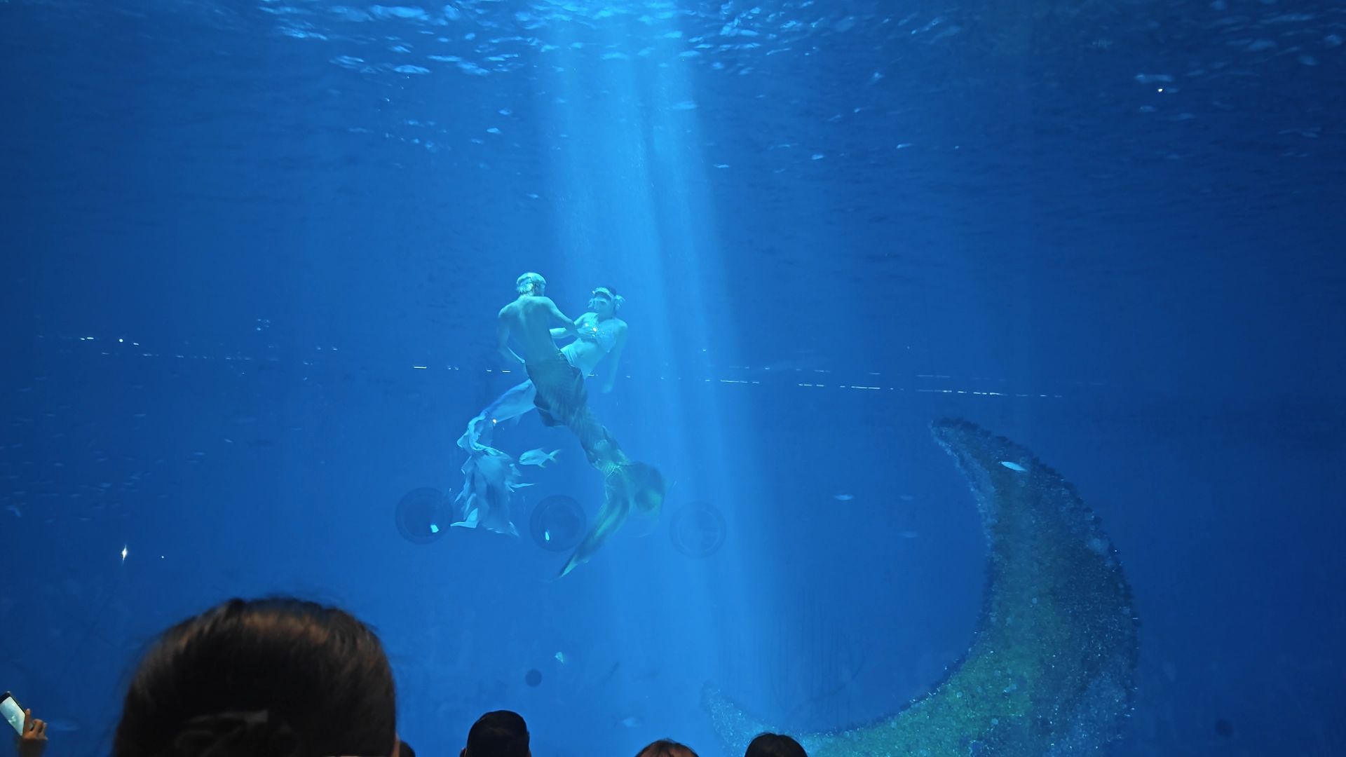 上海海昌海洋公园旅行图片 3