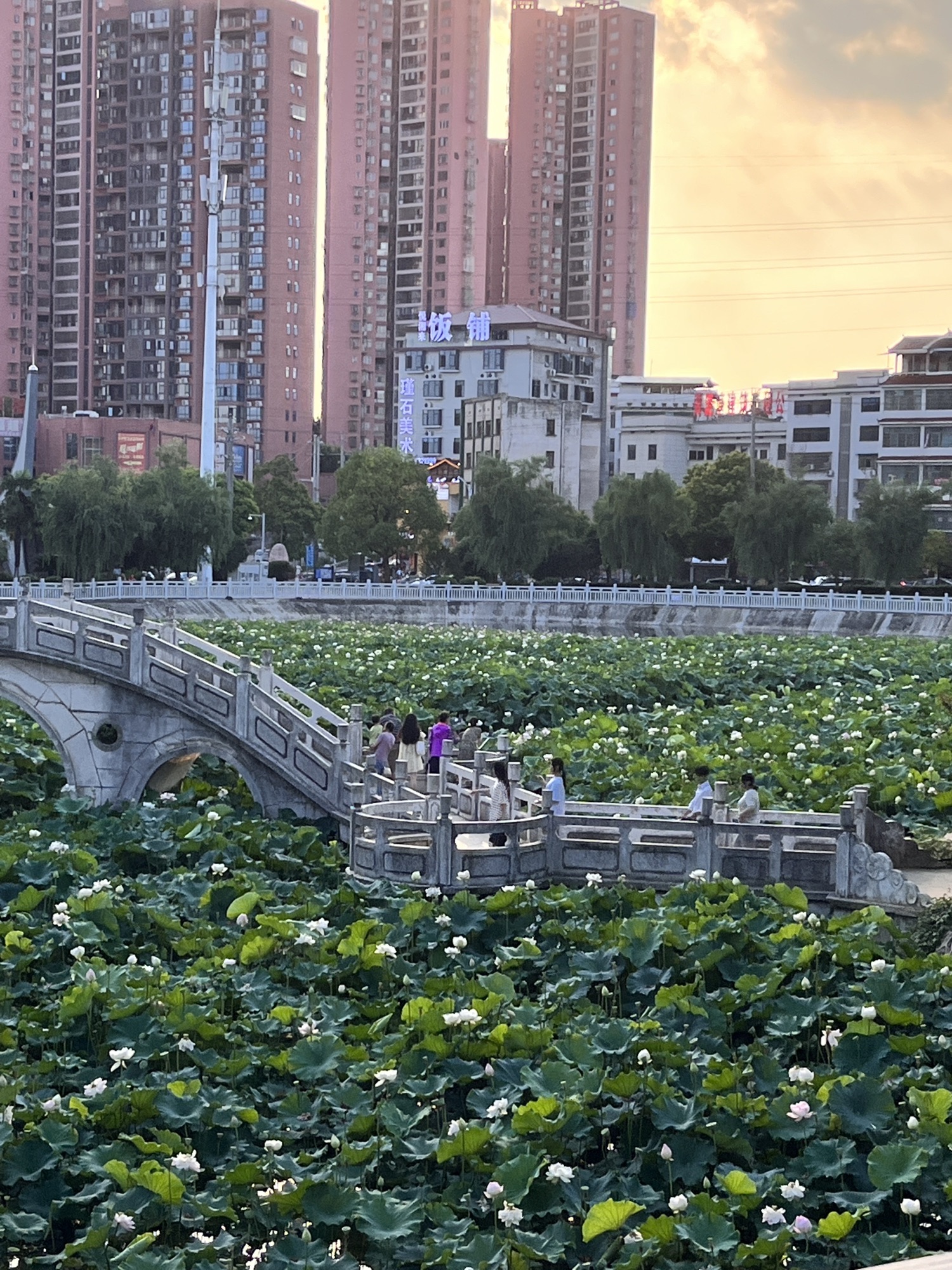 青山公园旅行图片 1