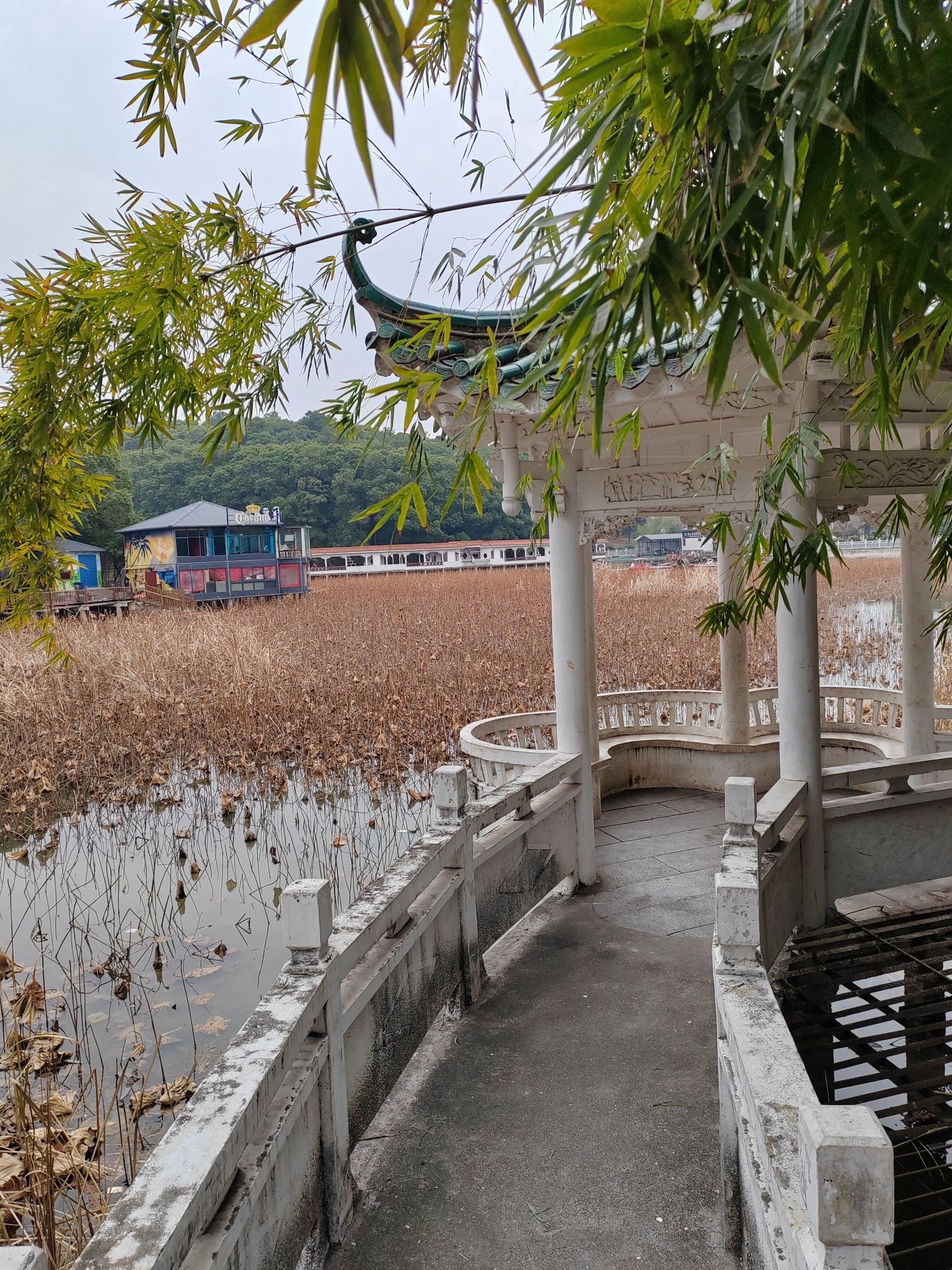 青山公园旅行图片 1